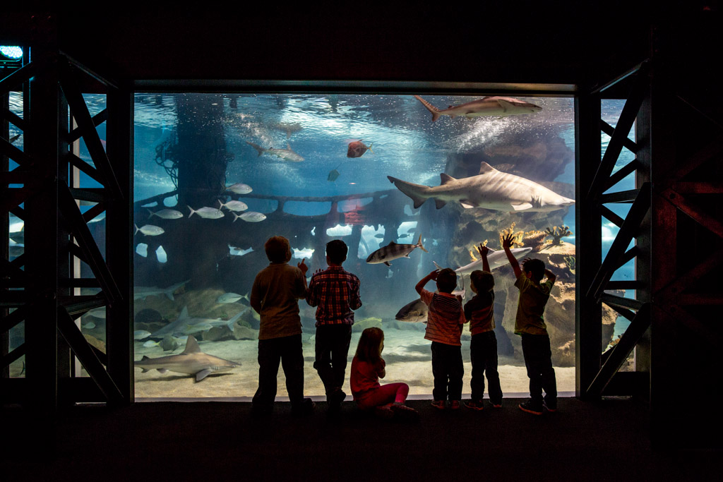 Greater Cleveland Aquarium by Aquamarine Architizer