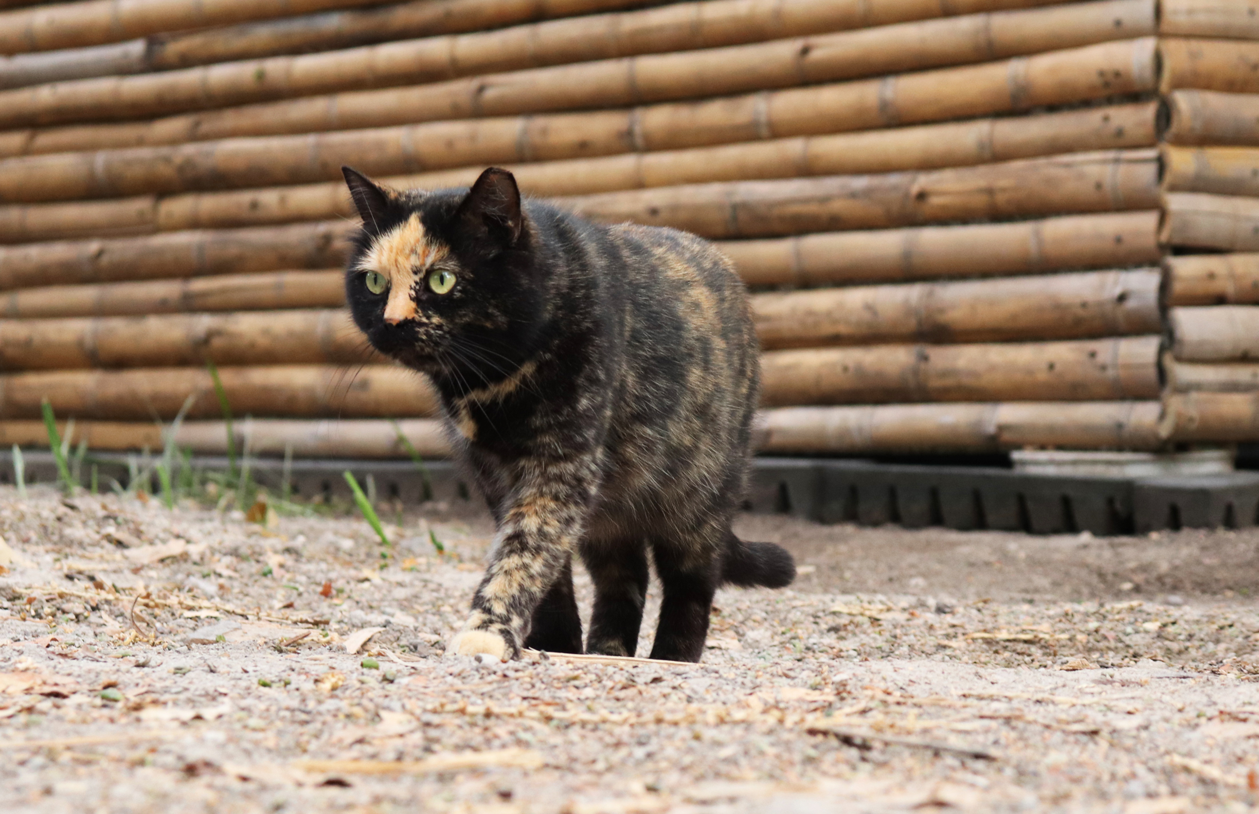 Bamboo Cat Shelter by ArchiGuru Architizer