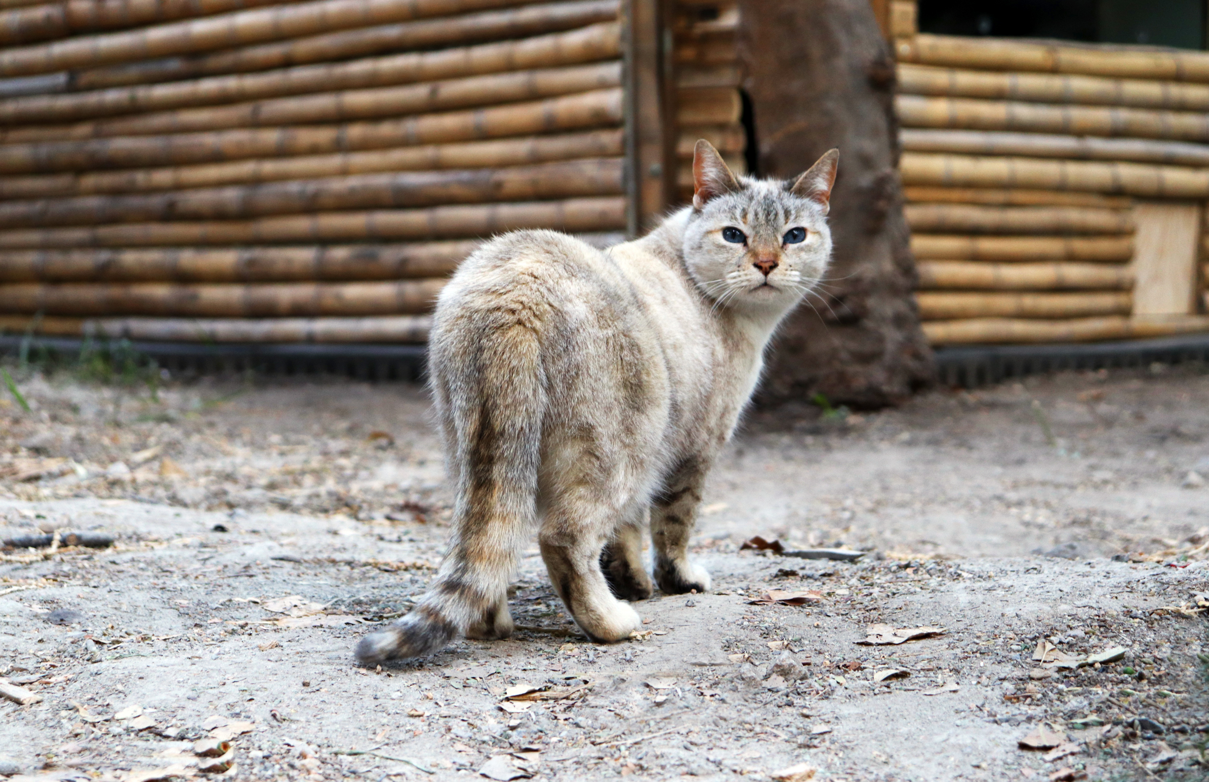 Bamboo Cat Shelter by ArchiGuru Architizer