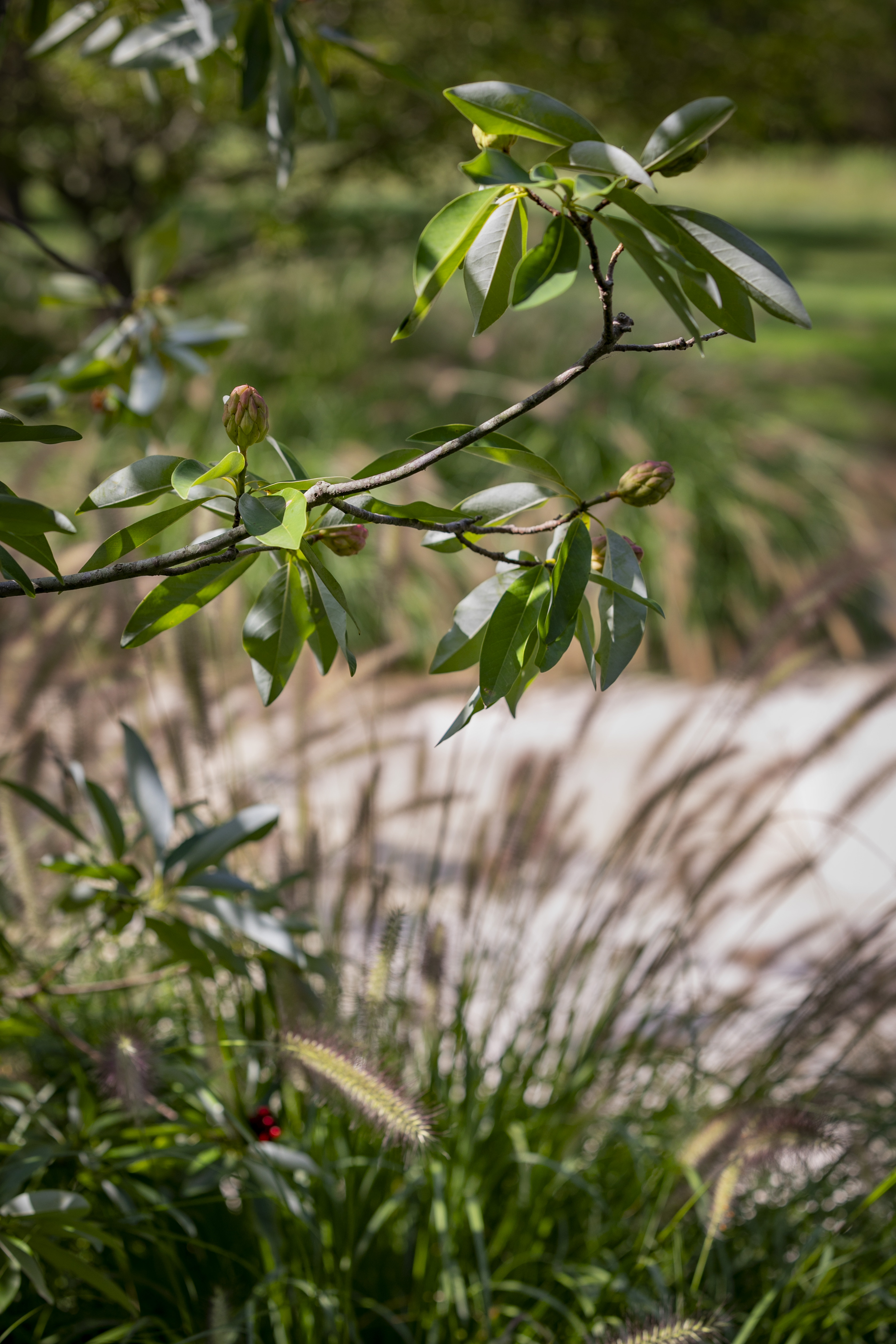 Cedar Crest by LaGuardia Design Group Landscape Architects Architizer