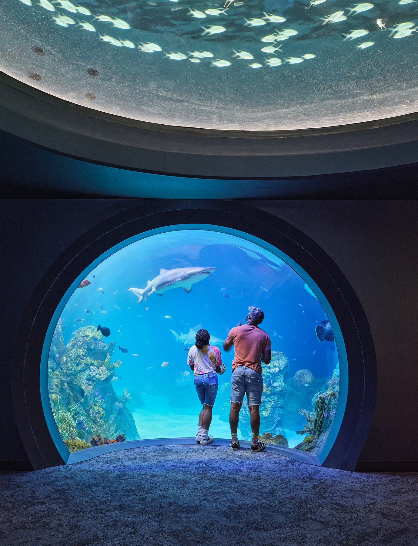Sobela Aquarium at the Kansas City Zoo & Aquarium by EHDD Architizer