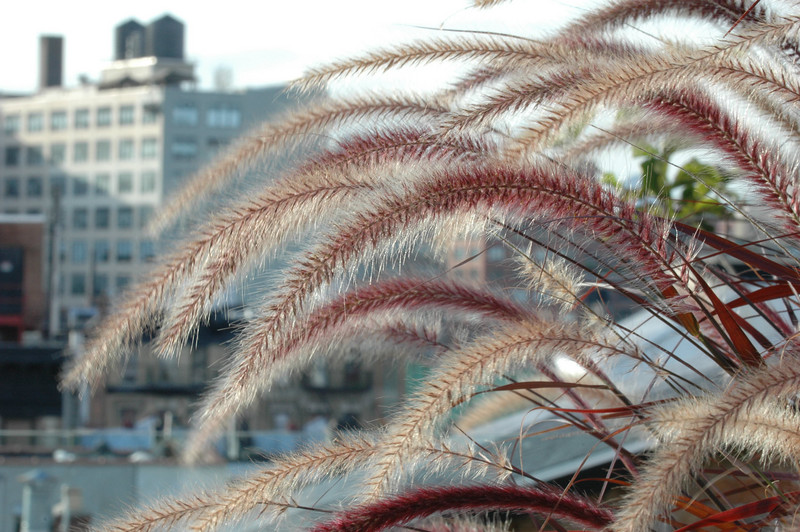SOHO Roof Garden by VertNY, inc. Architizer
