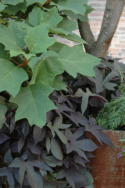 SOHO Roof Garden by VertNY, inc. Architizer