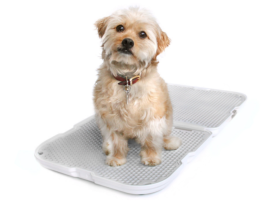 Shake Dog Potty