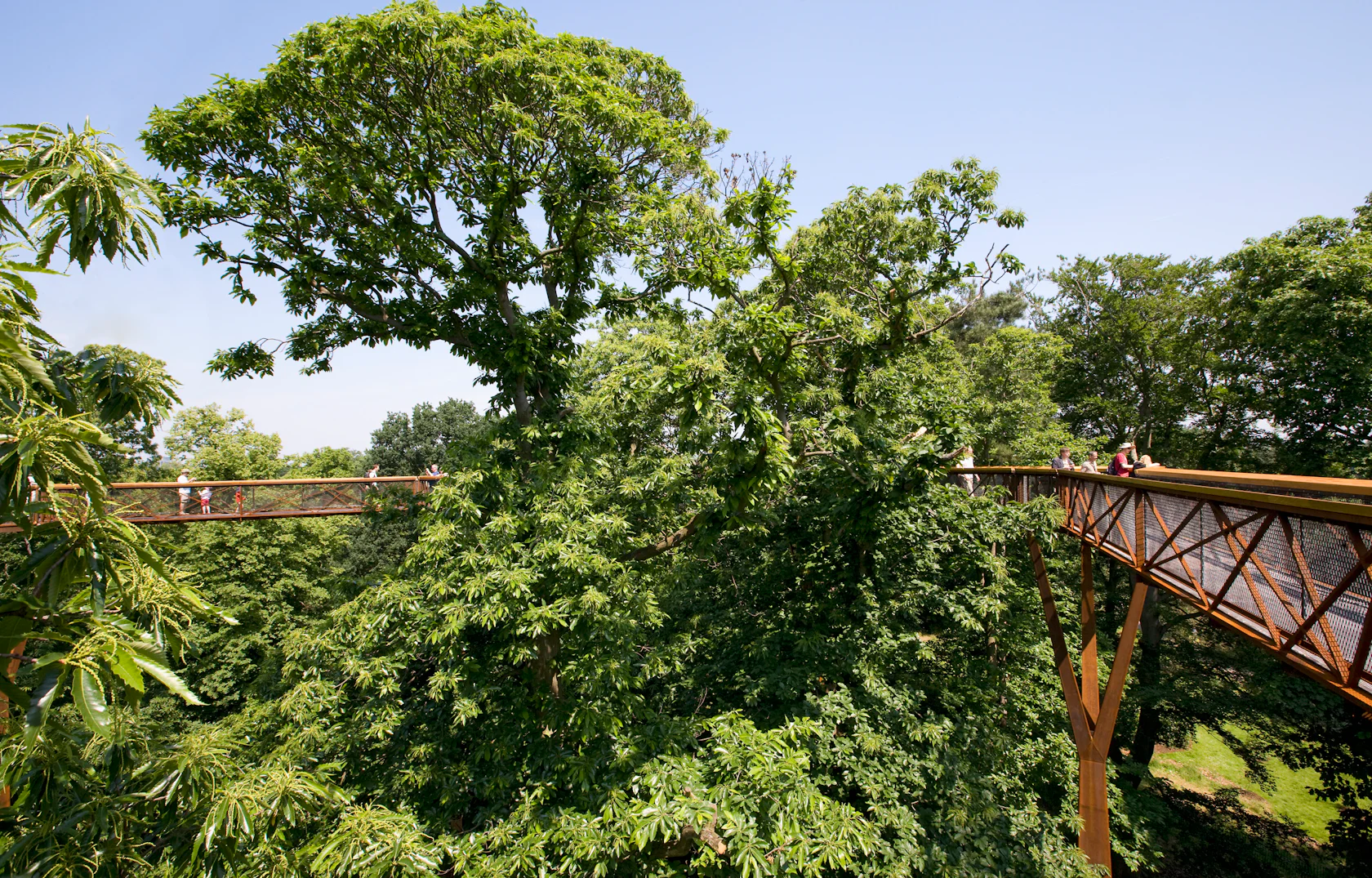Into the Woods: Graceful Treetop Canopy Walks Across the World ...