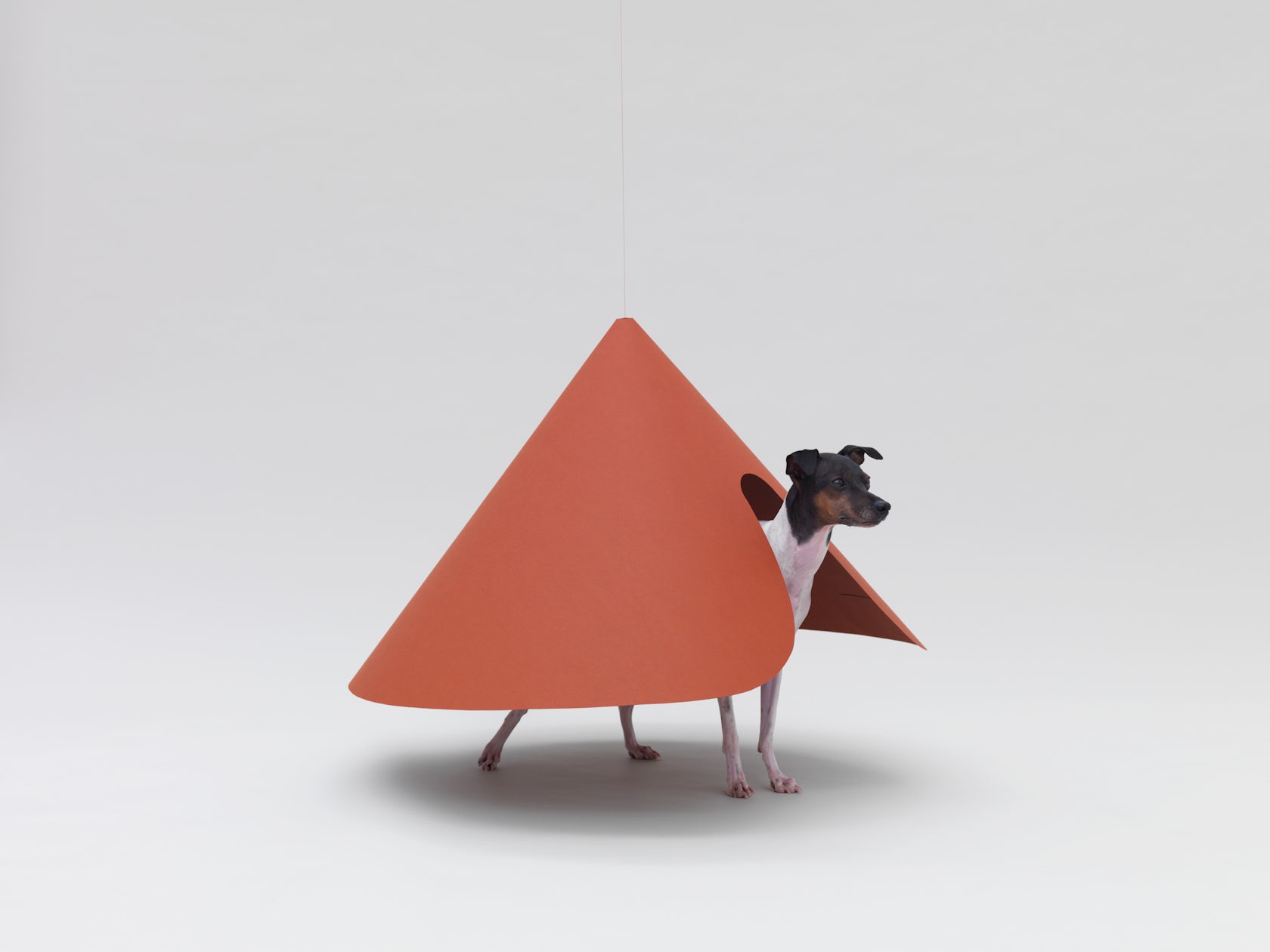 © Architecture for Dogs