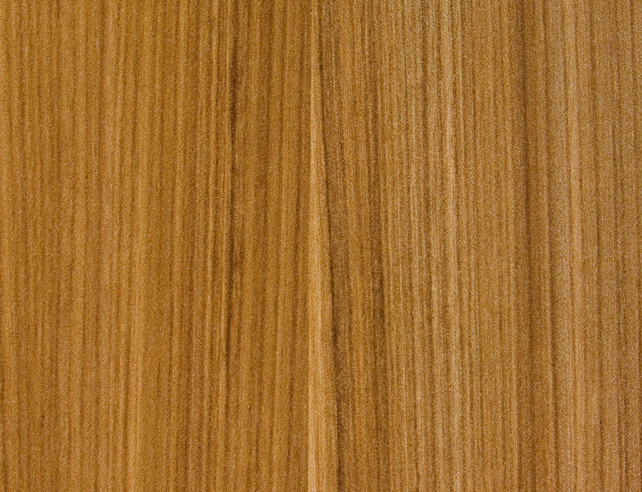 Arizona Cypress - Artika Rain