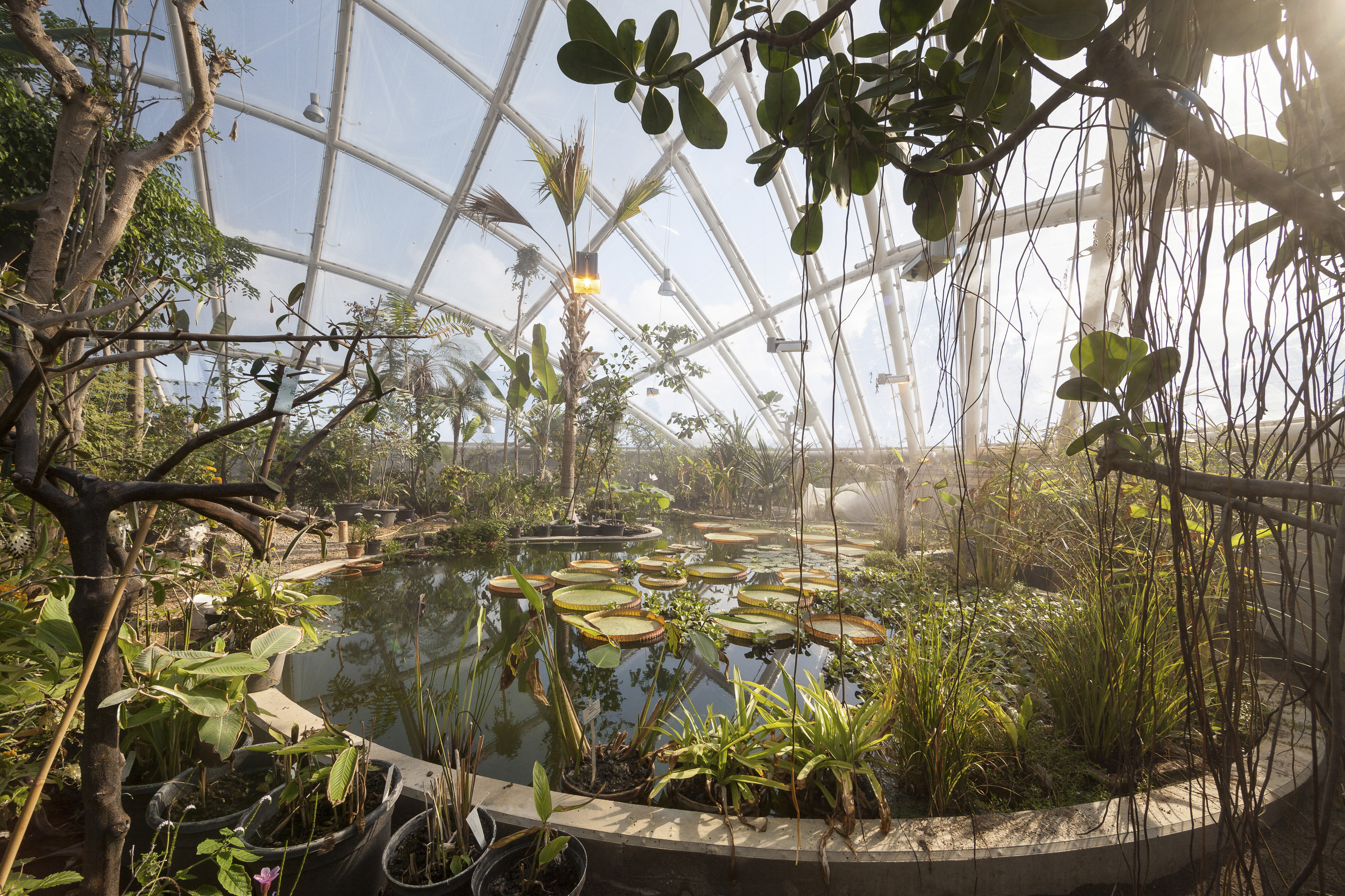 Оранжерея это. Aarhus Botanical Gardens Орхус. Оранжерея Ботанический зимний сад. «Зимний сад» оранжерея Пэкстон. Оранжерея тропического сада.