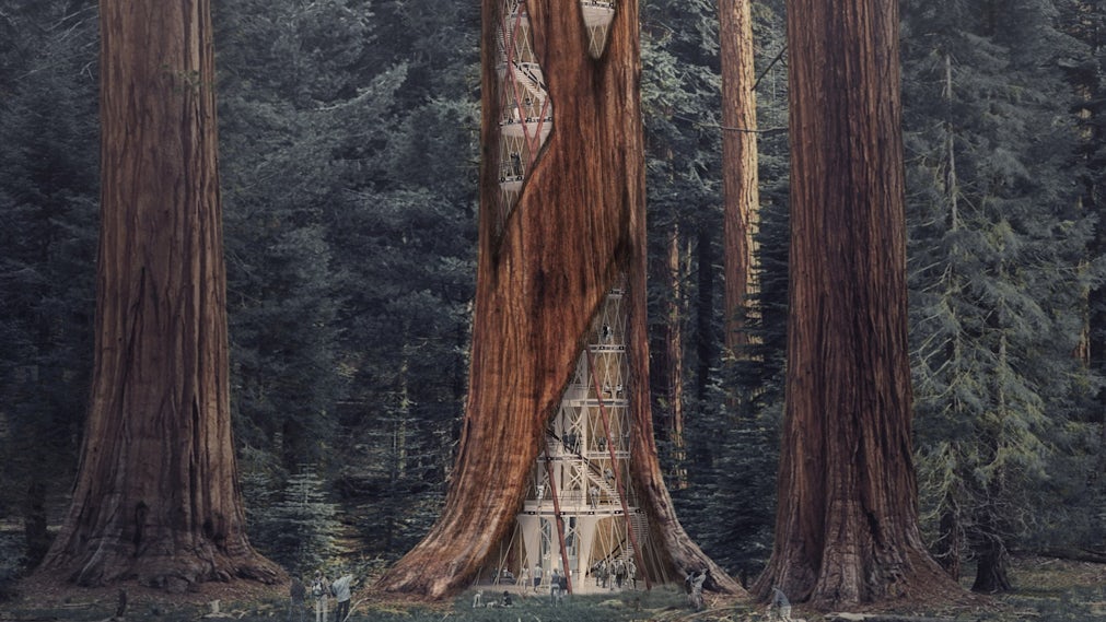 Could We Construct Skyscrapers Inside Trees? - Architizer Journal