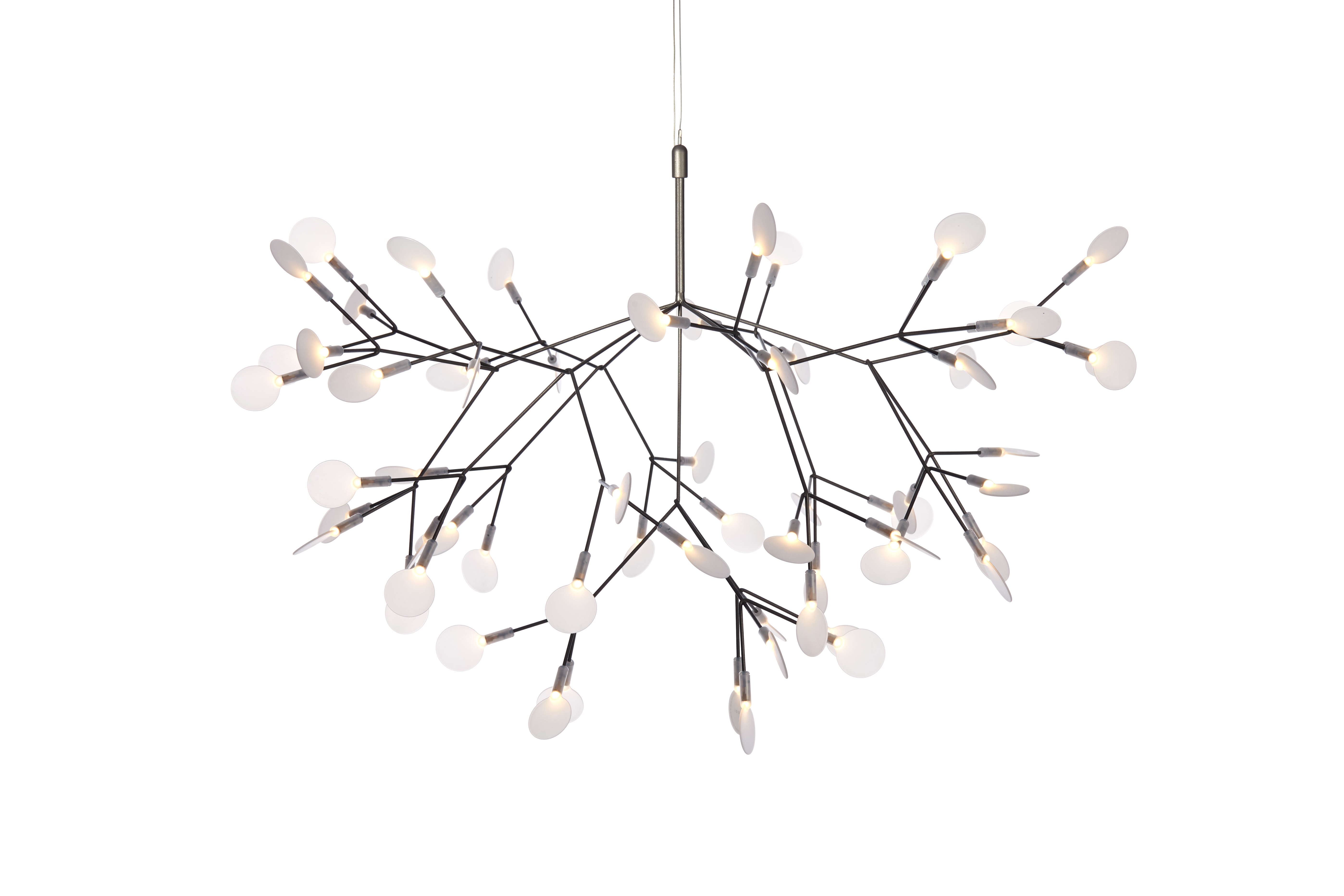 Heracleum II
