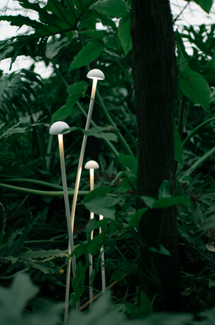 MUSHROOM