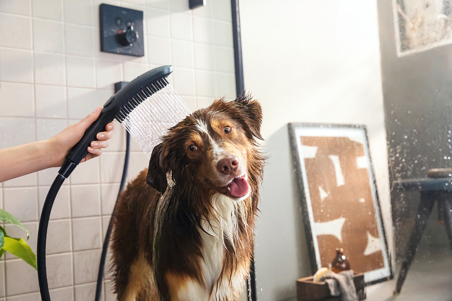 Hansgrohe Dog Shower