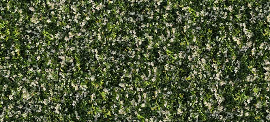 Limpha: the evergreen porcelain stoneware that purifies the air