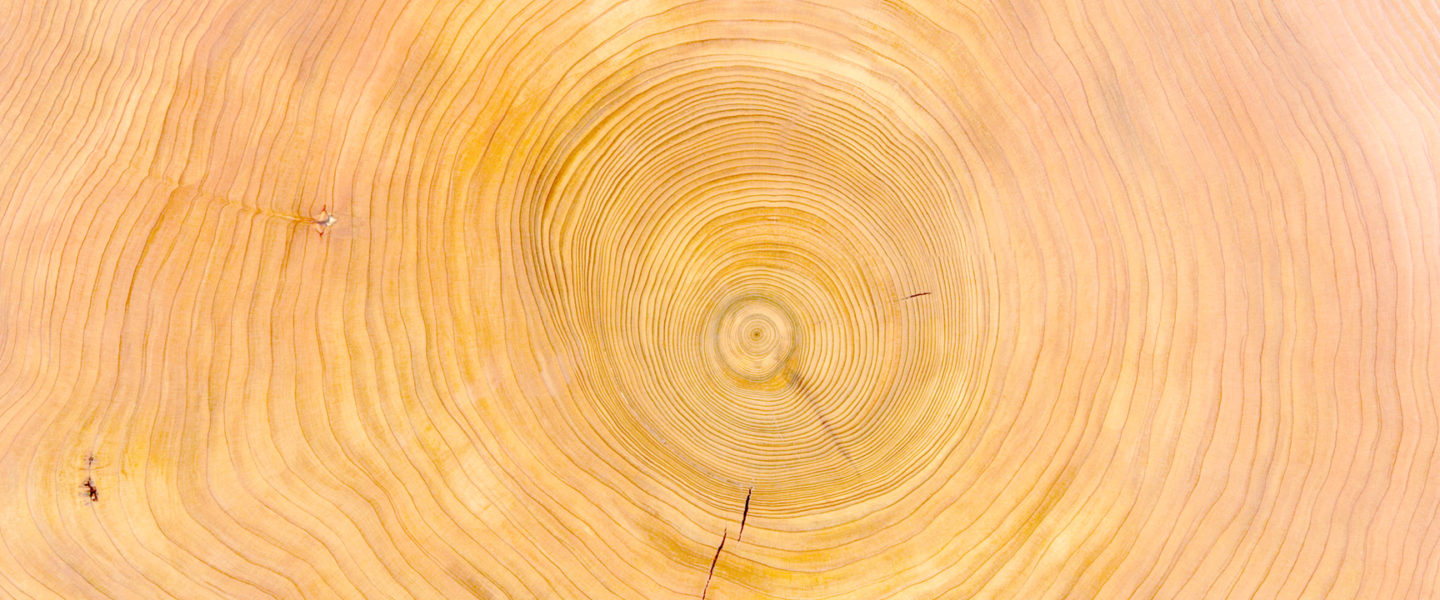 Heartwood