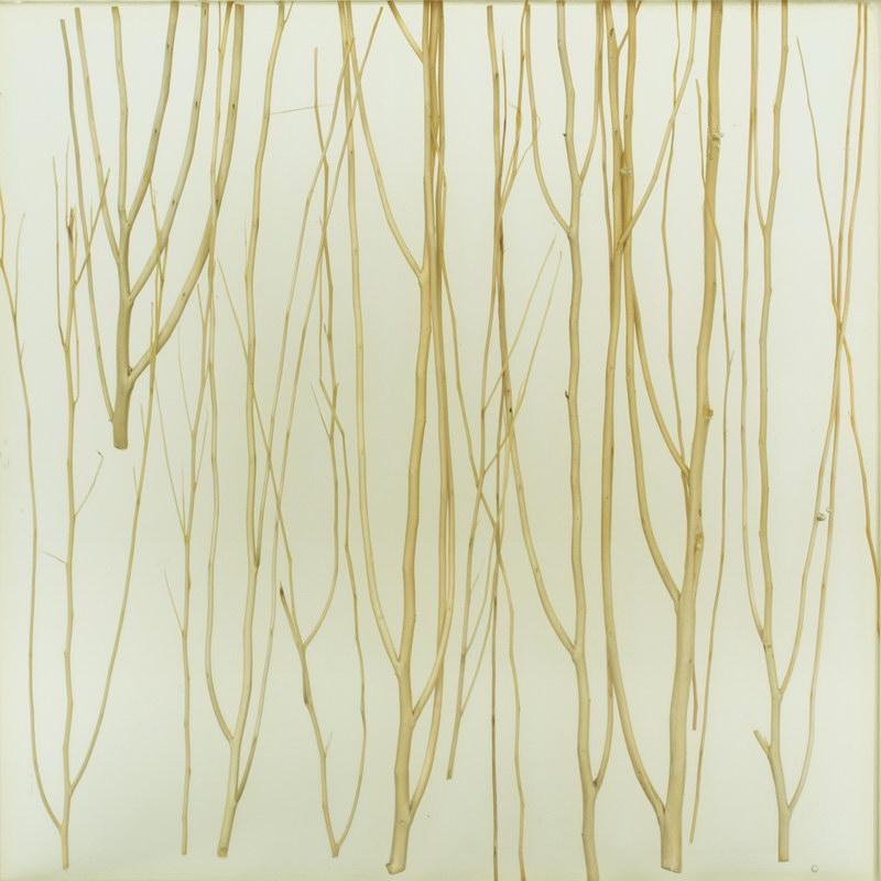 Birch Grove Laminated Glass