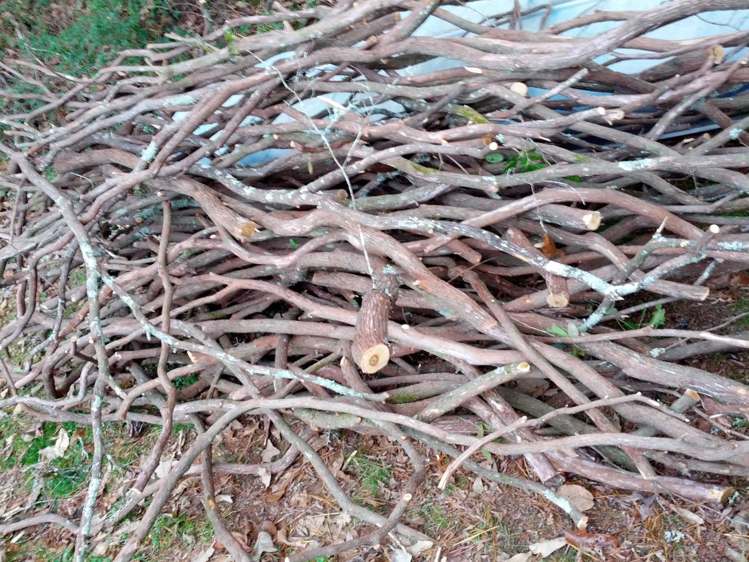 Mountain Laurel Branches Building Material