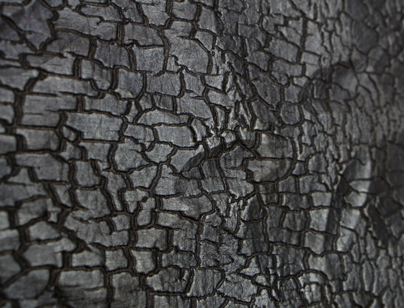 Accoya | Hand Hewn Gator