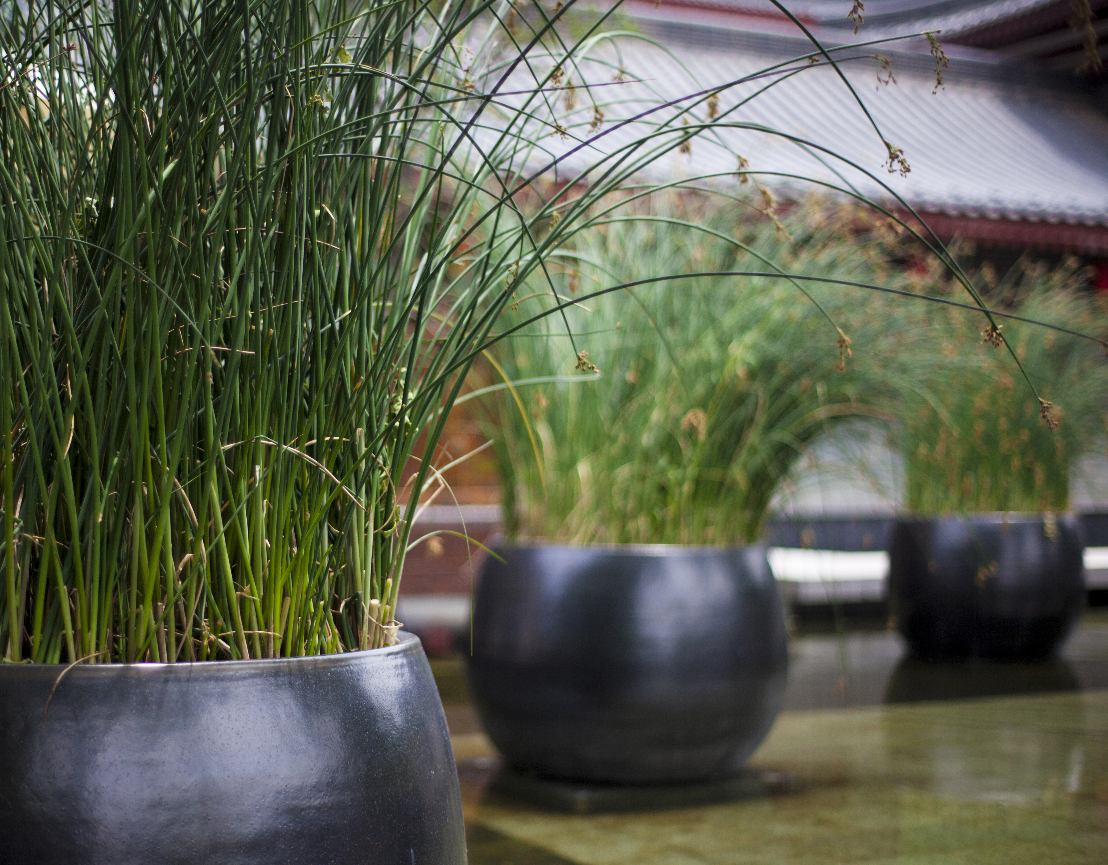 Lotus Restaurant by Huiyimingcheng Architizer