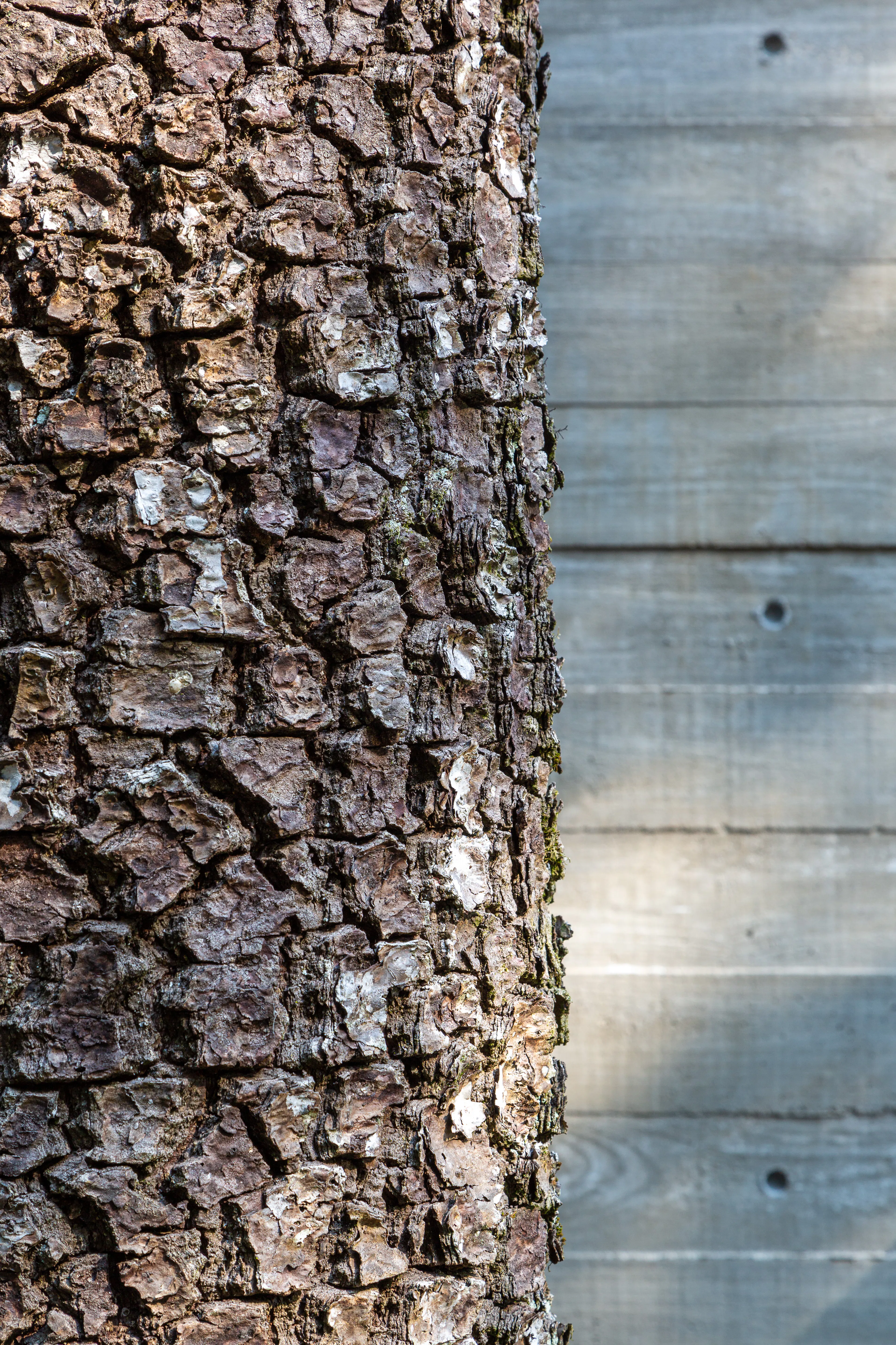 Fortunata House — 38