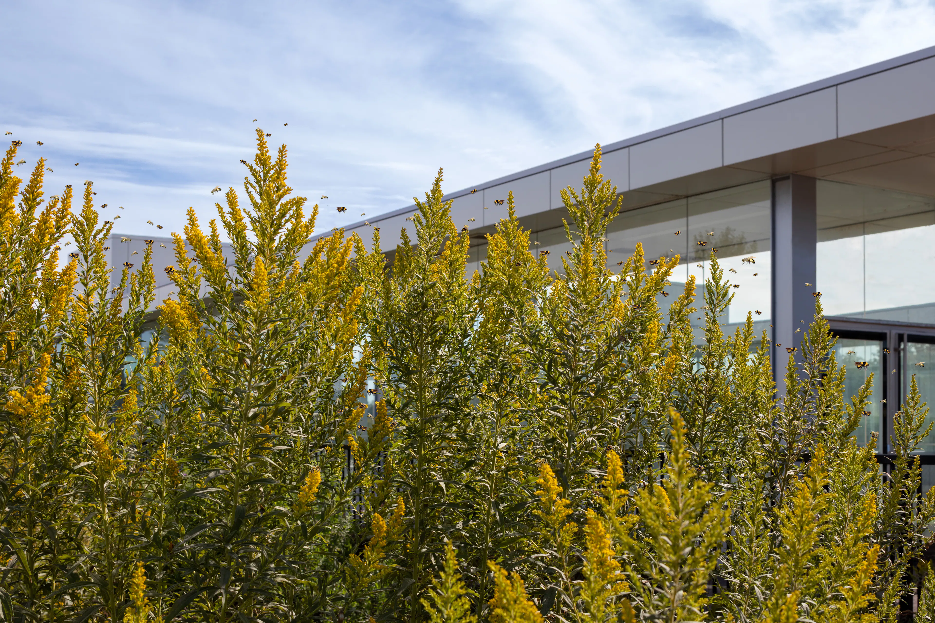 Guildwood GO Station — 13