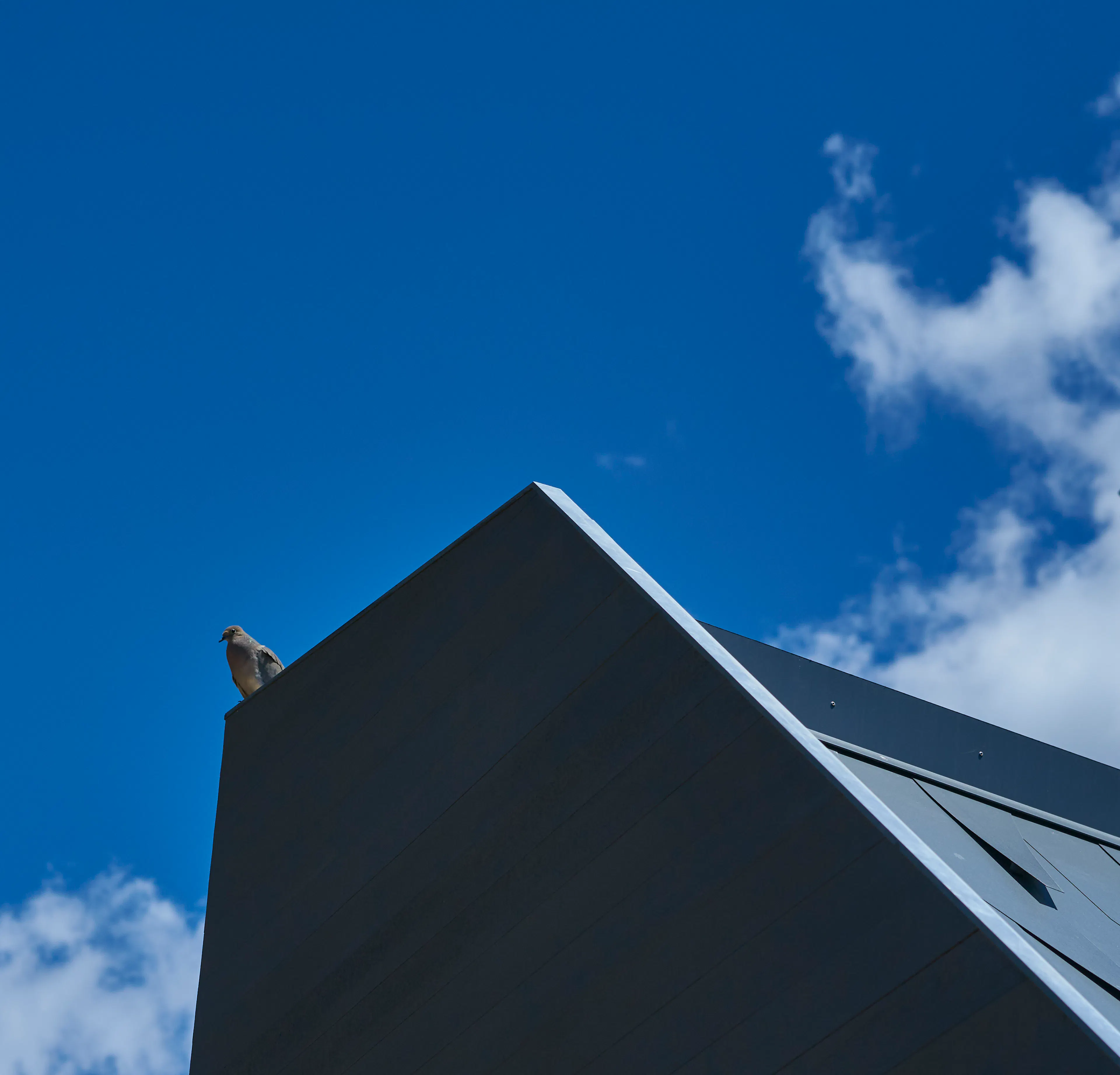 Mourning Dovecote — 13