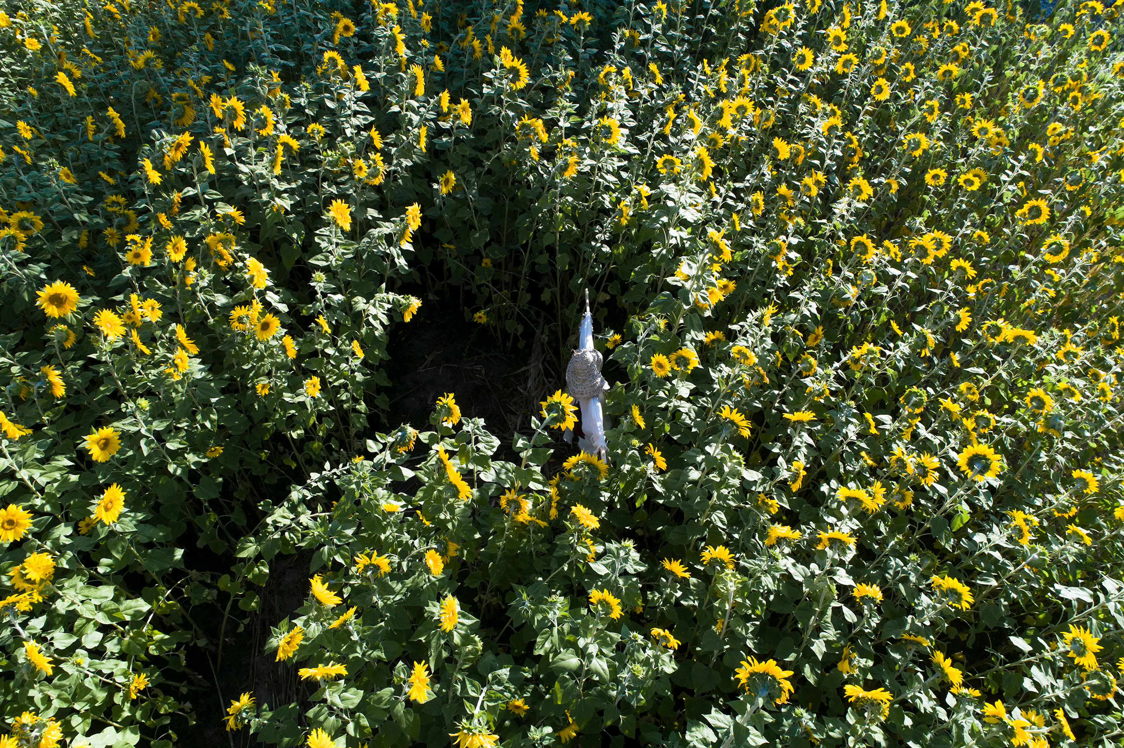 Poonehzar-Farm — 12