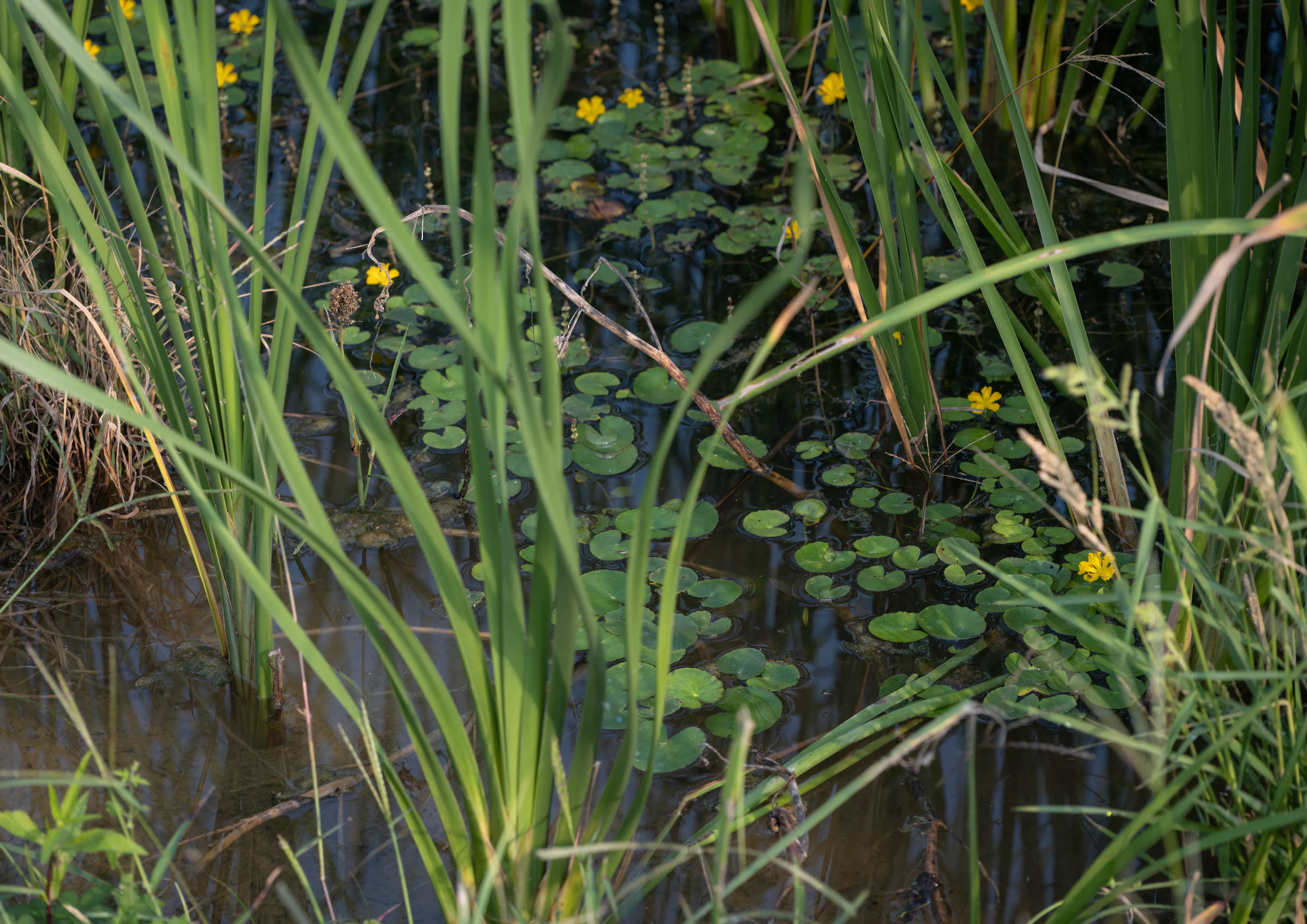 A Waterfront Homestead Reborn: Restorative Design in the Yangtze Delta Polders — 9