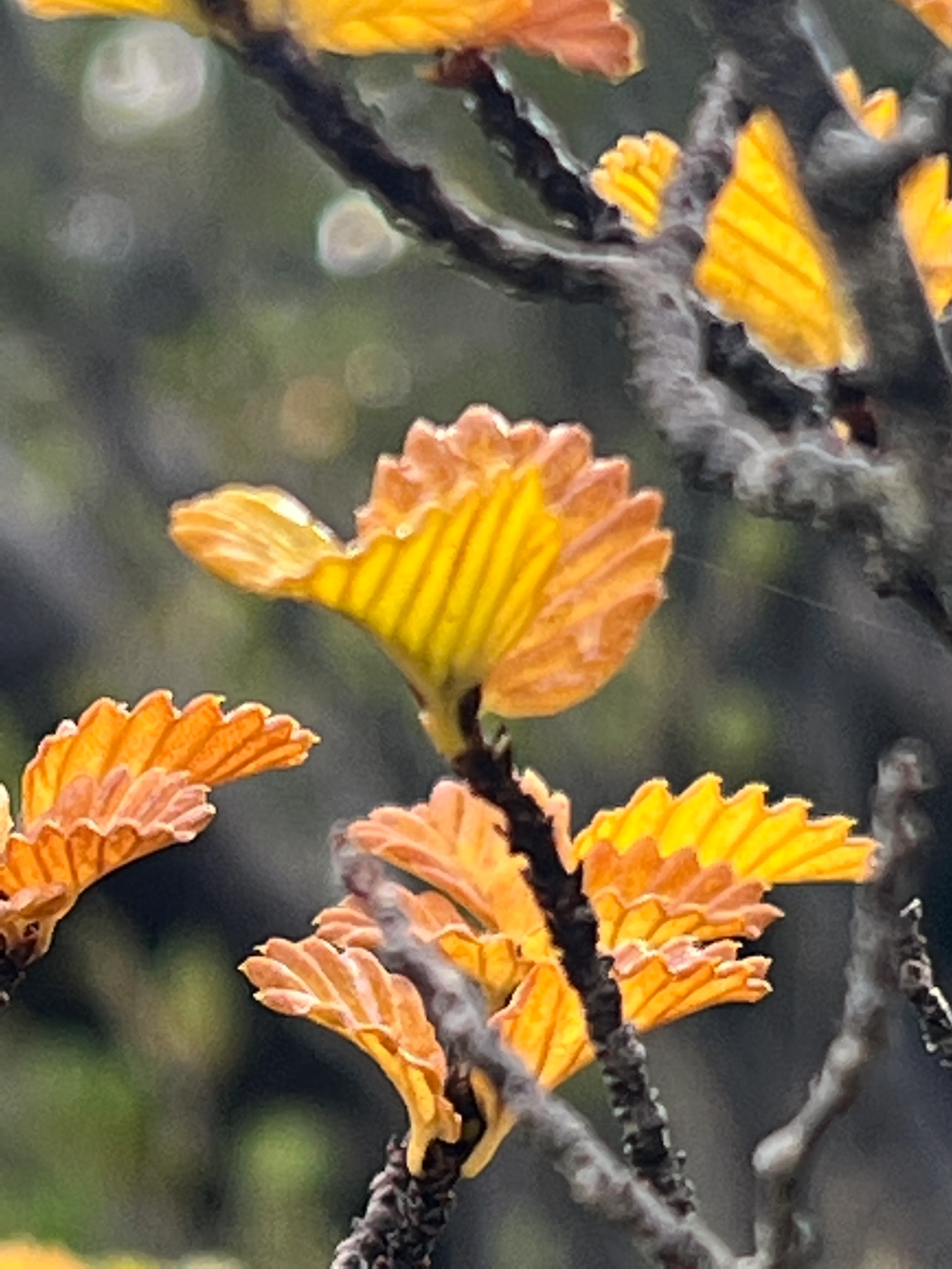 Iron Creek Bay Farm Stay — 3