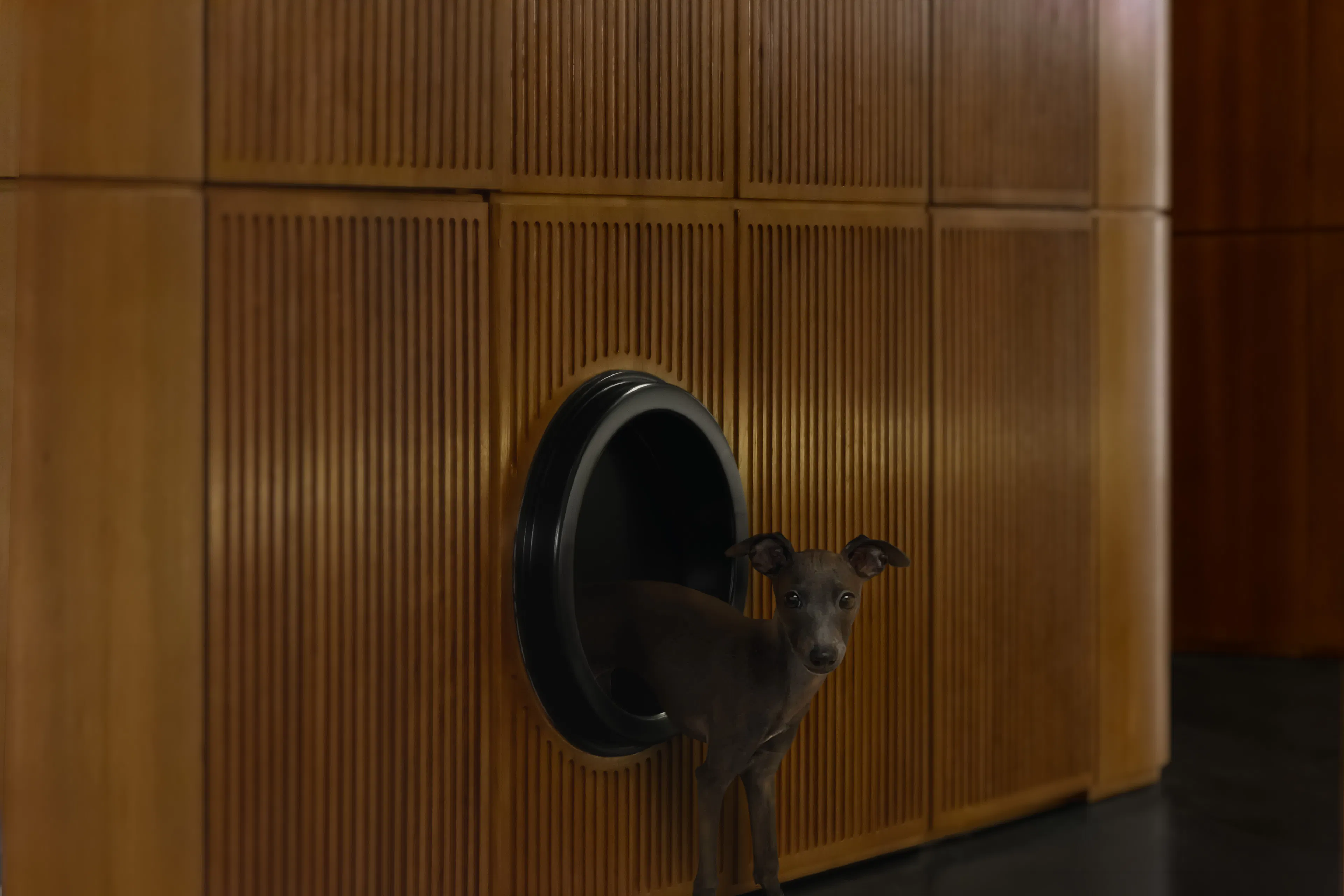 Jackie XU Private Residence I A Love Letter to My Dogs — 2