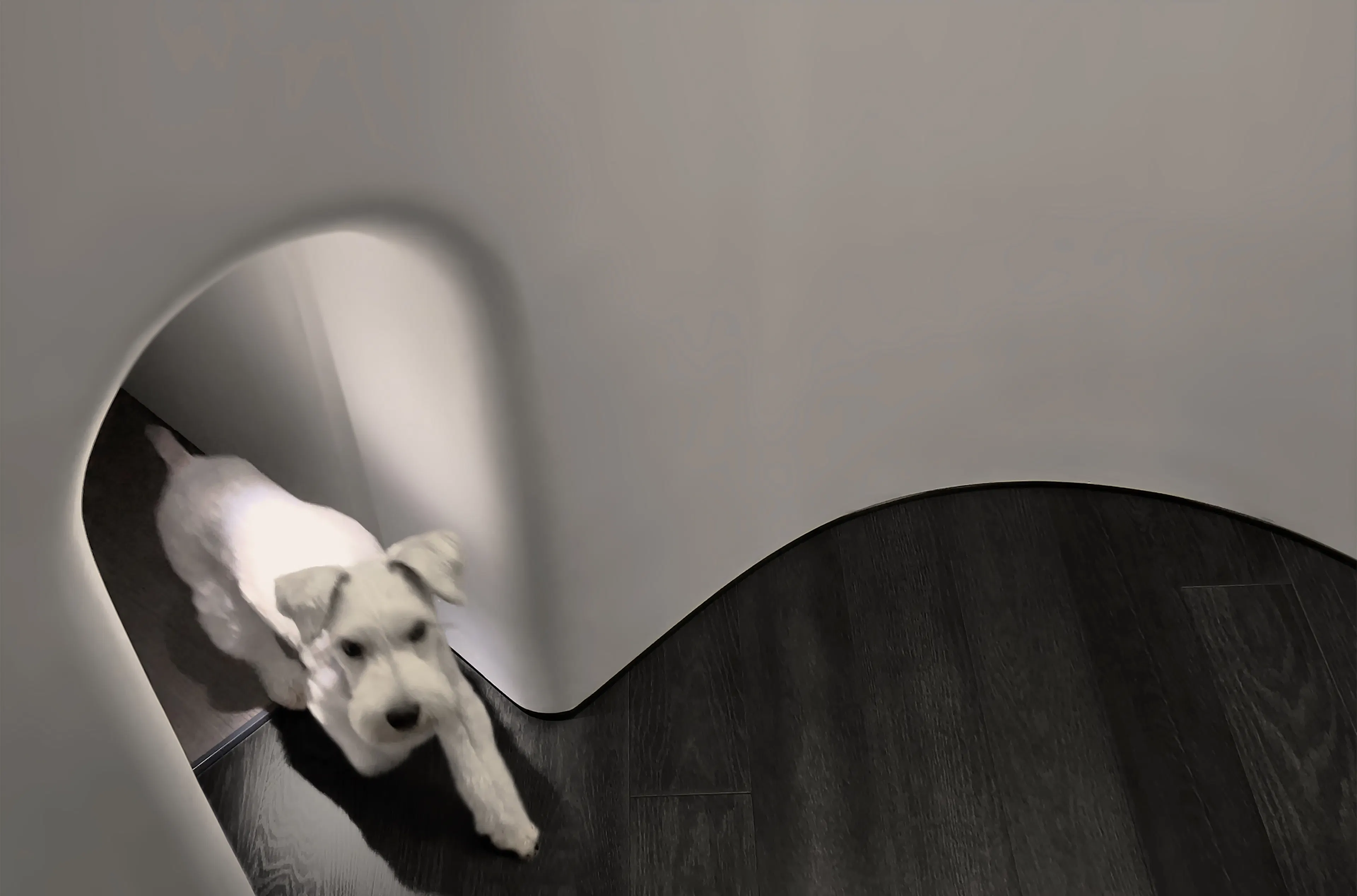 Jackie XU Private Residence I A Love Letter to My Dogs — 5