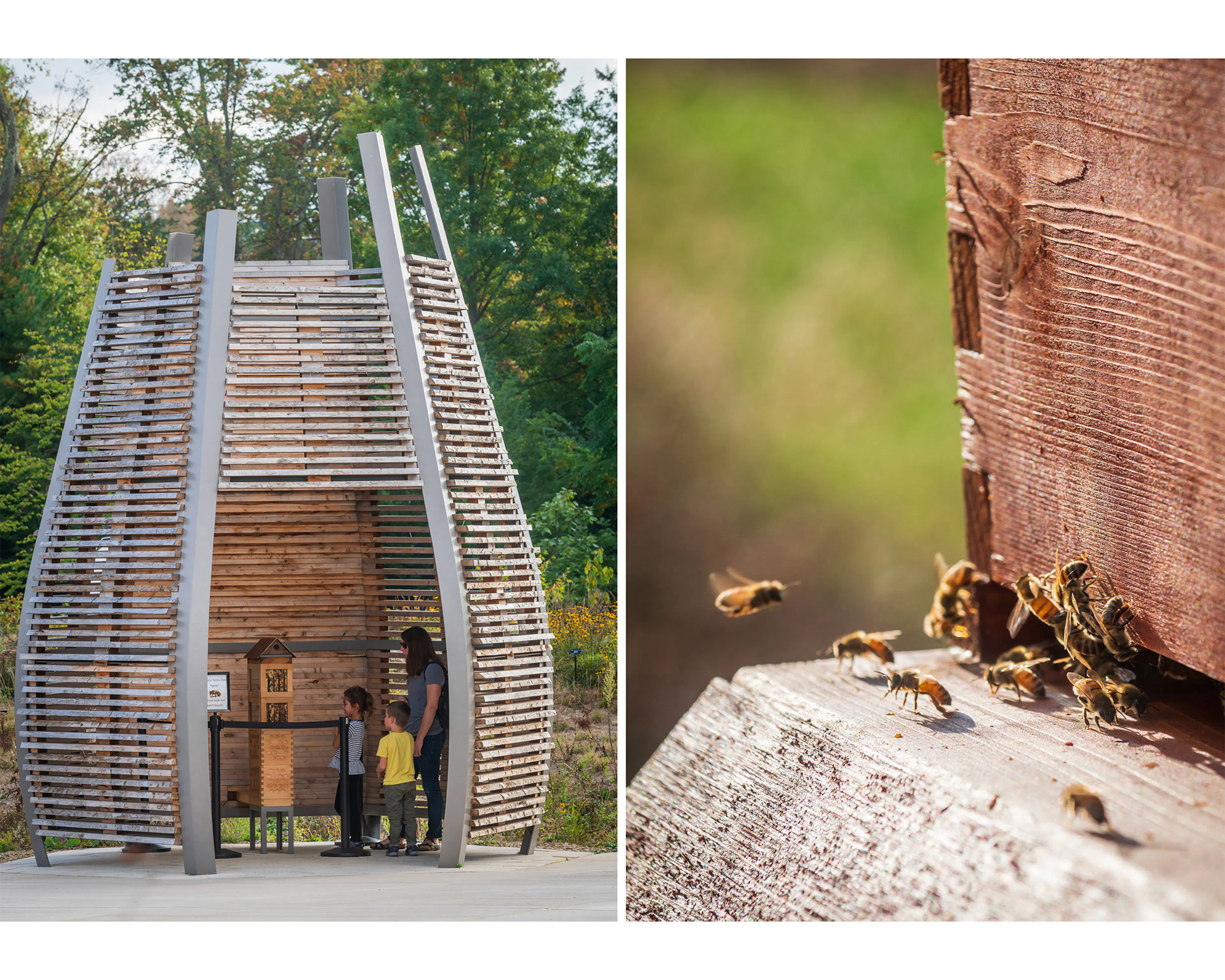 Where the Pollinators Are — 11