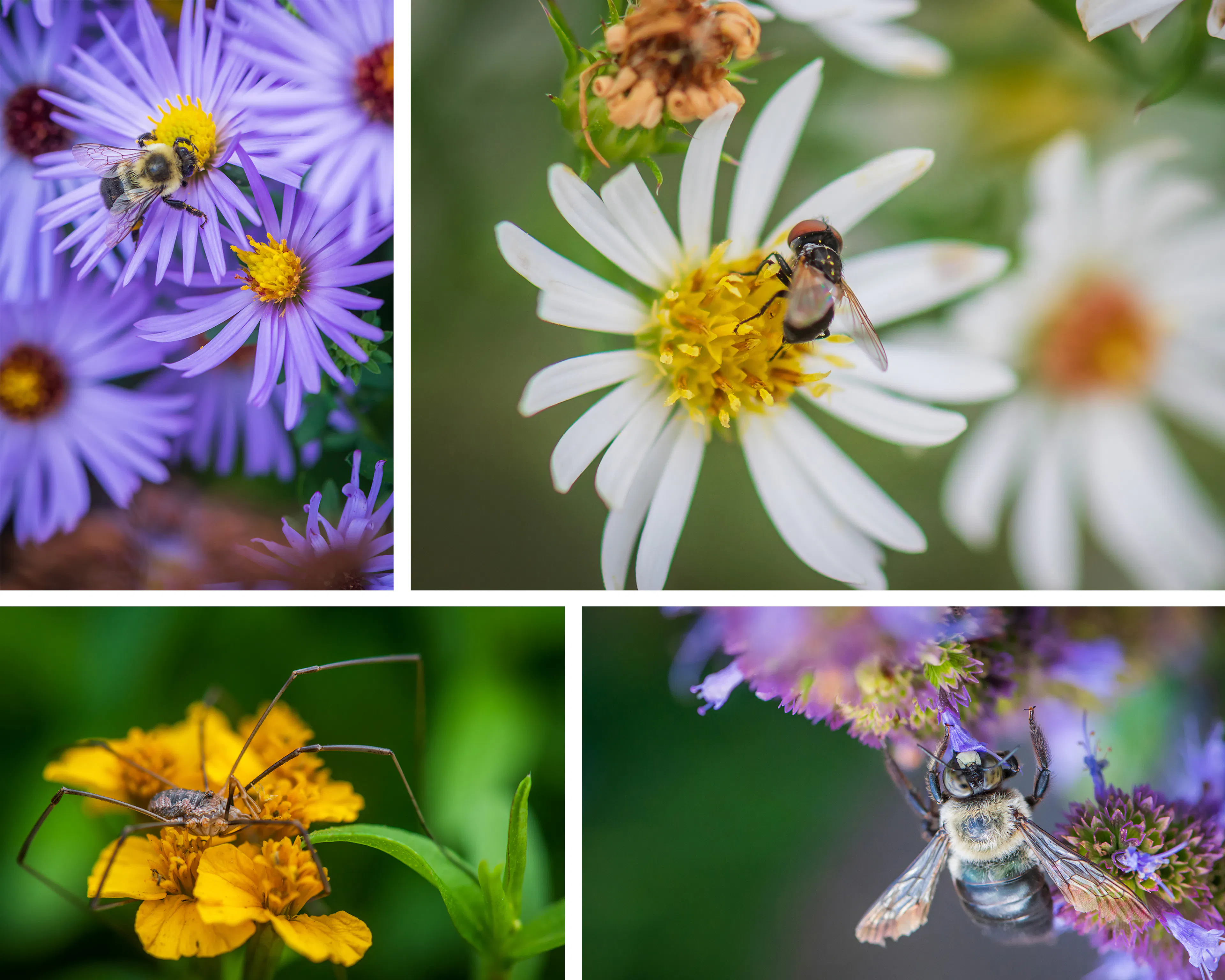 Where the Pollinators Are — 8