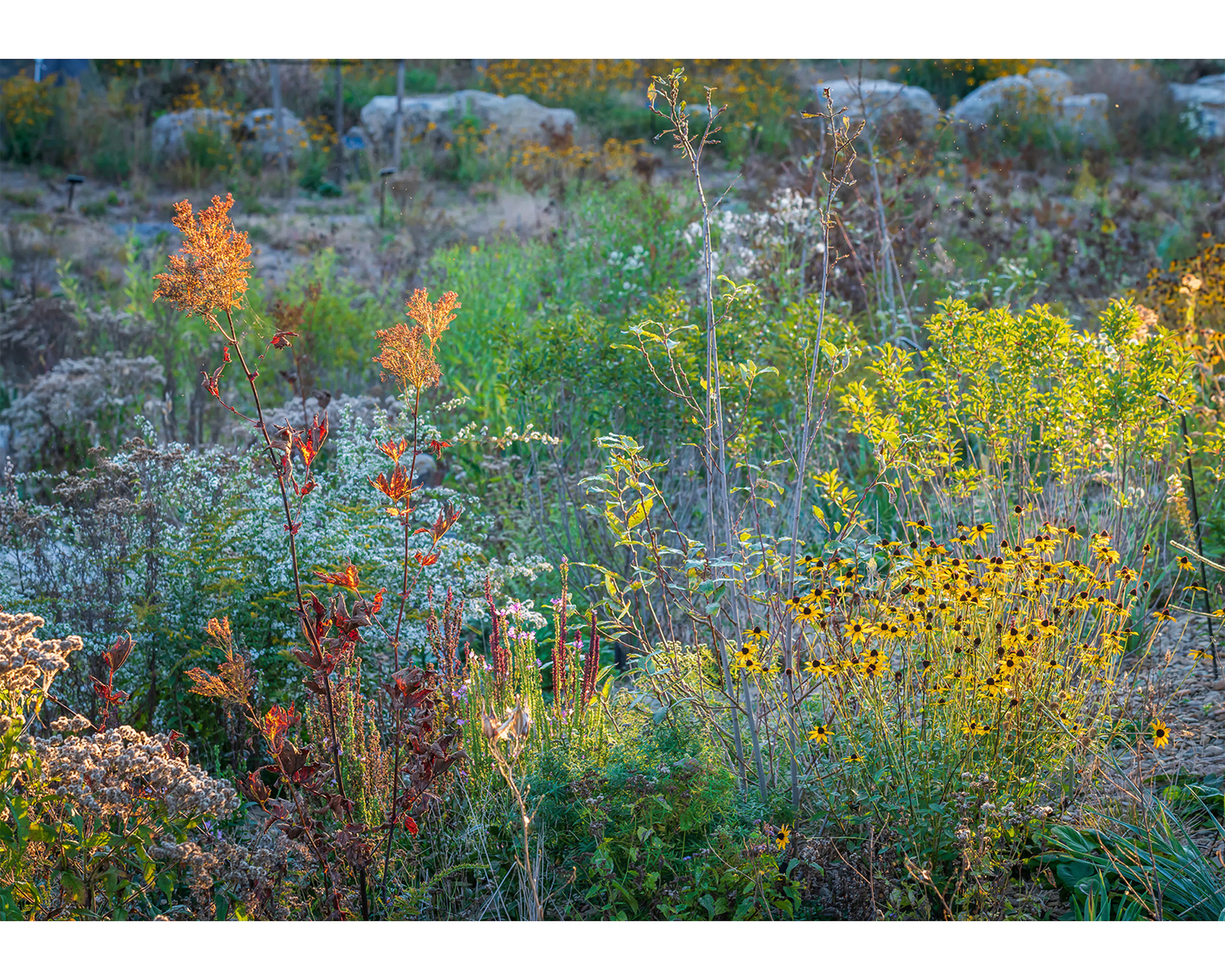 Where the Pollinators Are — 7