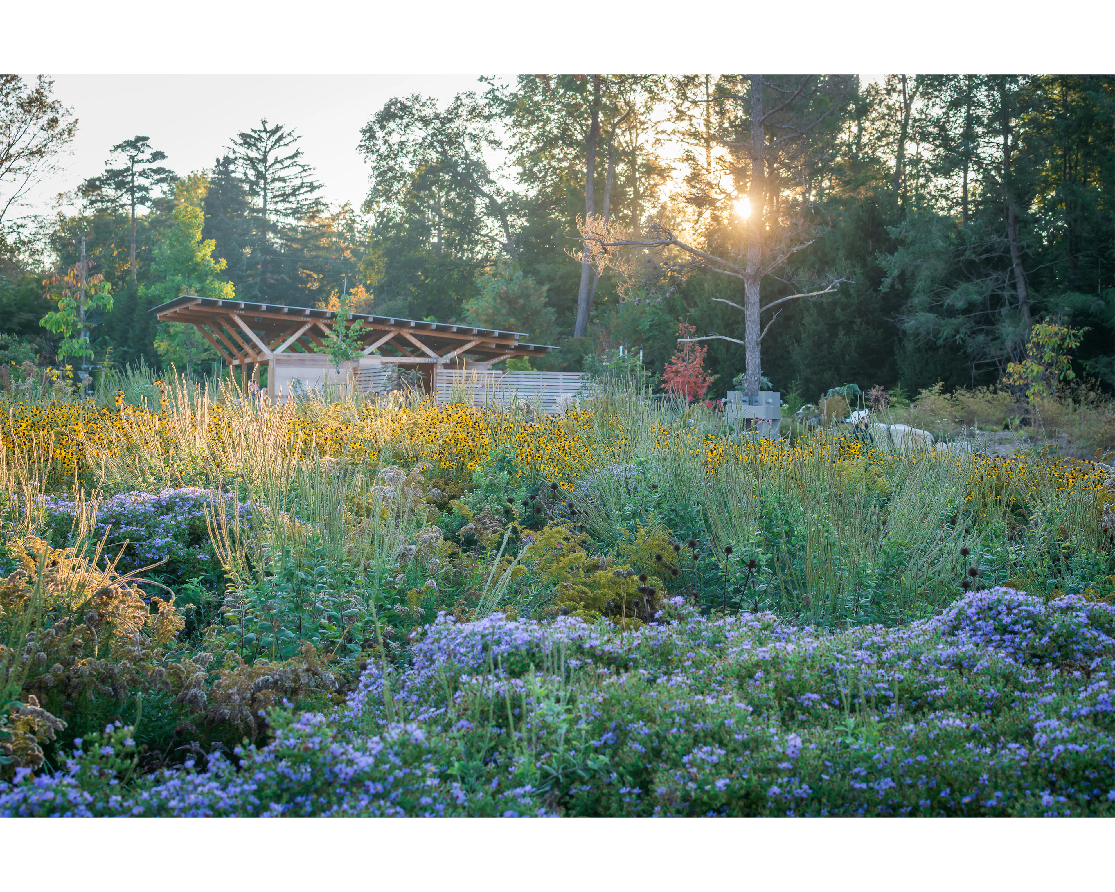 Where the Pollinators Are — 5