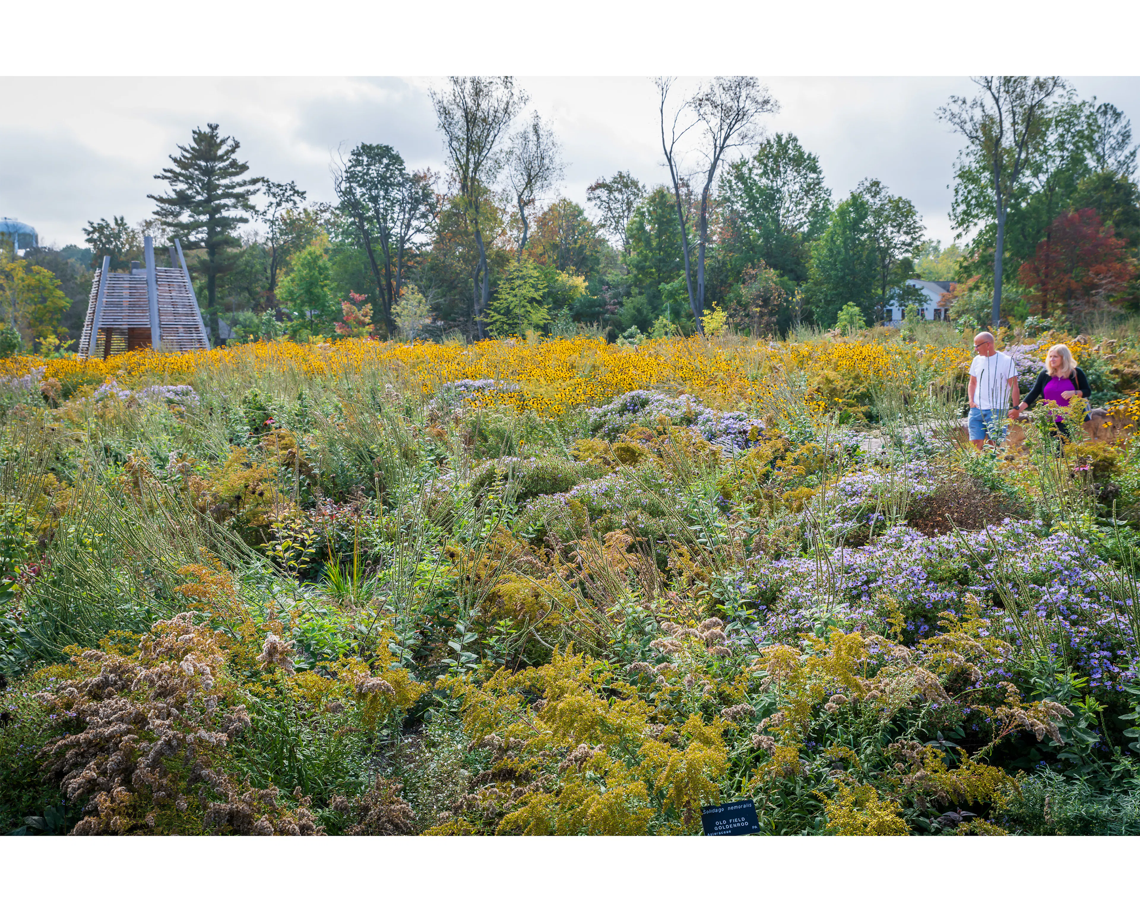 Where the Pollinators Are — 4