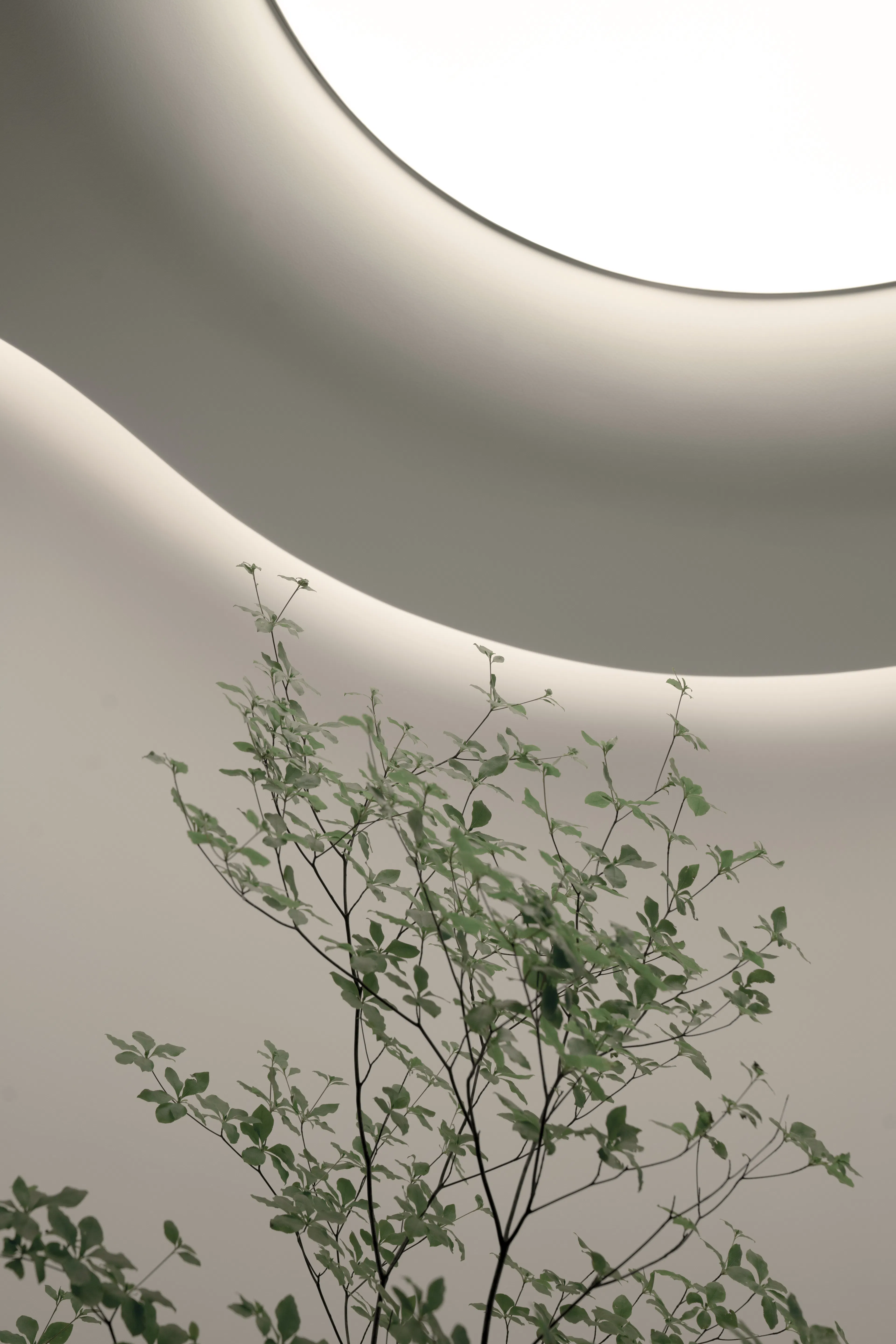 Jackie XU Private Residence I A Love Letter to My Dogs — 17