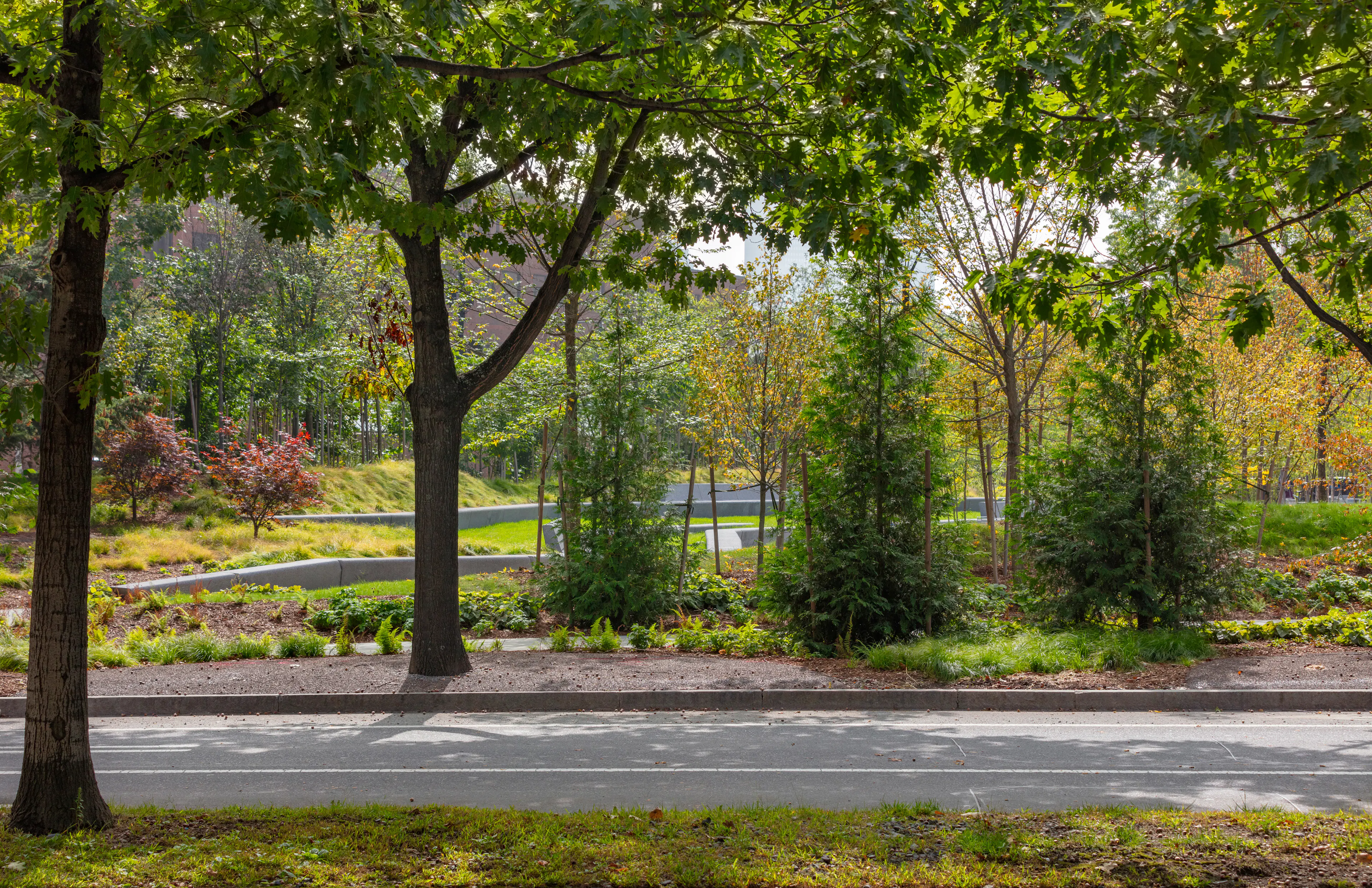 Triangle Park Urban Forest — 6