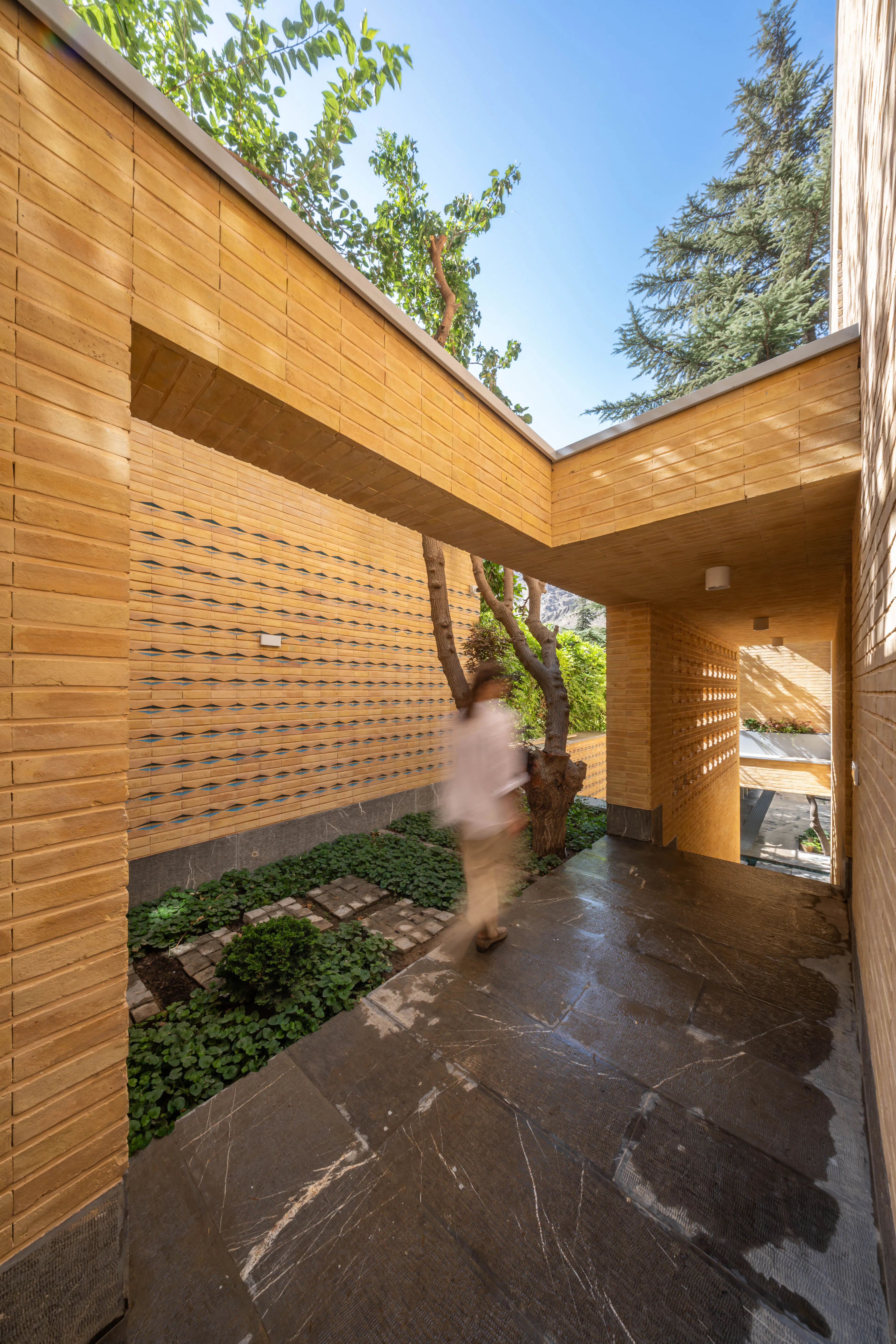 A House Looking to a Cedrus Tree — 7