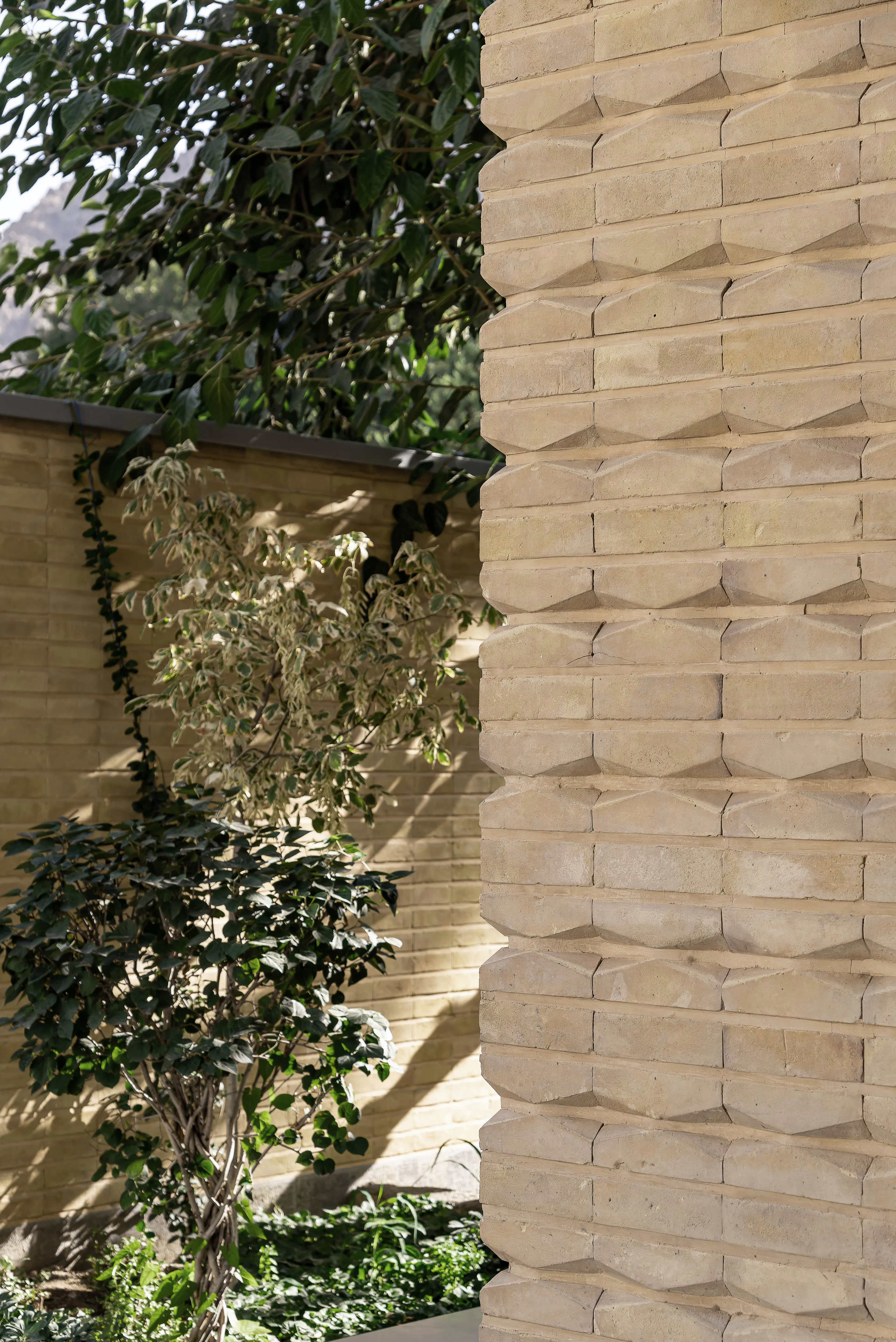 A House Looking to a Cedrus Tree — 40