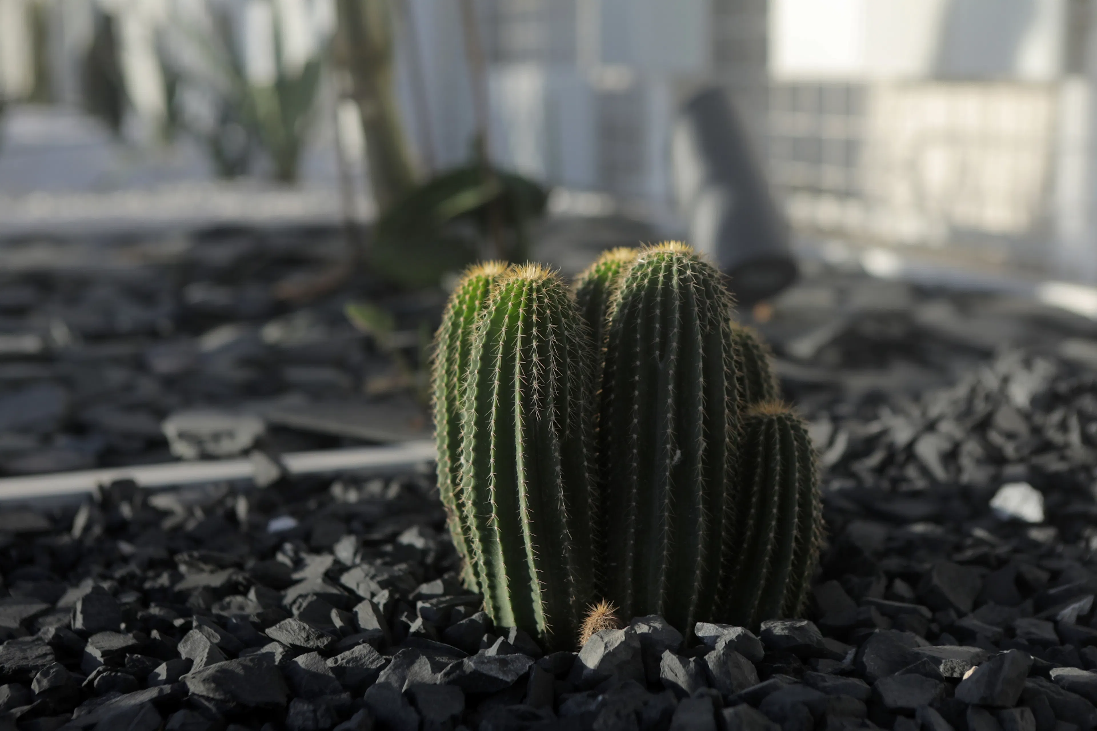 Shanghai WLA Artificial Intelligence Lab Gardens — 17