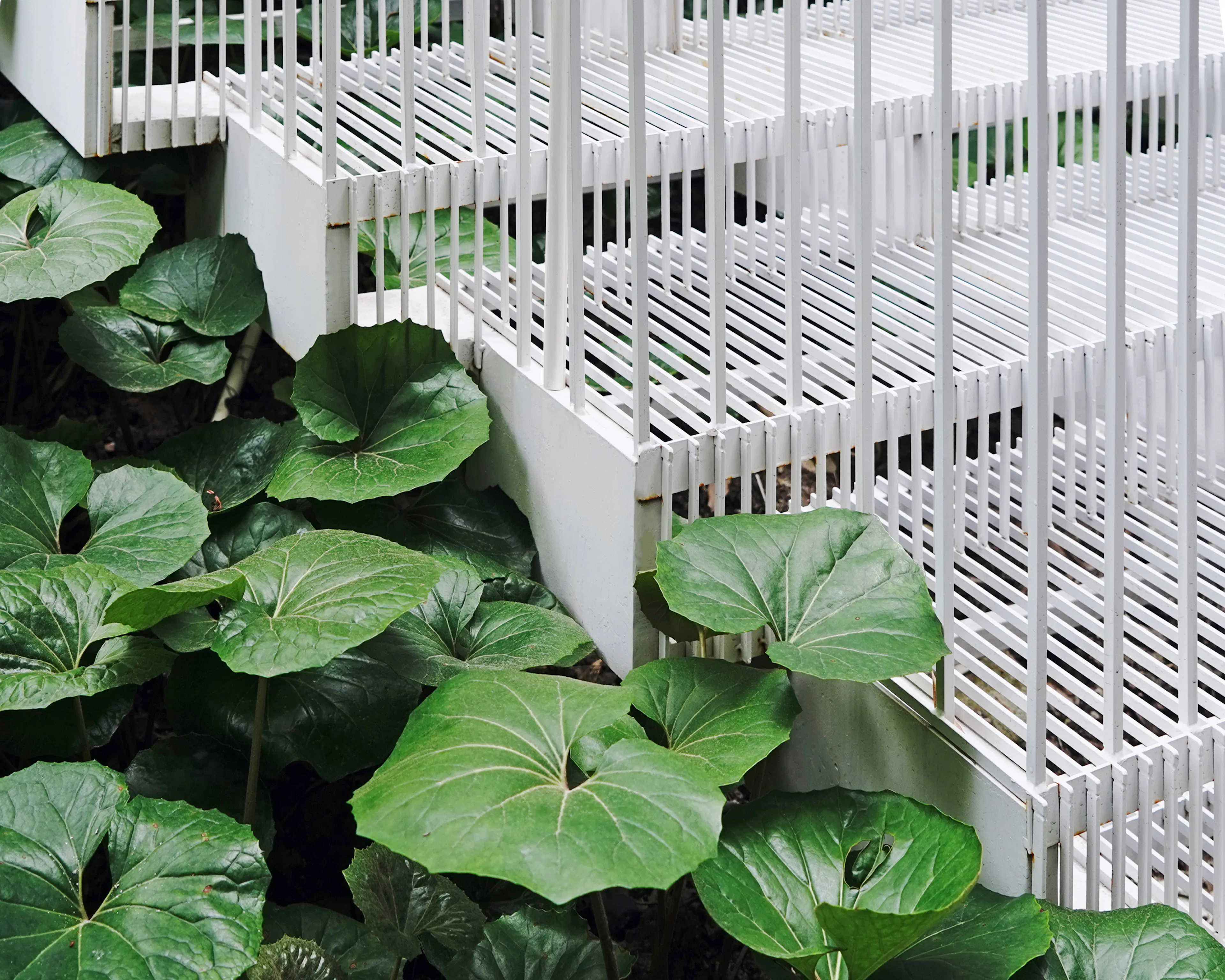 Yanlord Arcadia_Lacy Steps — 5