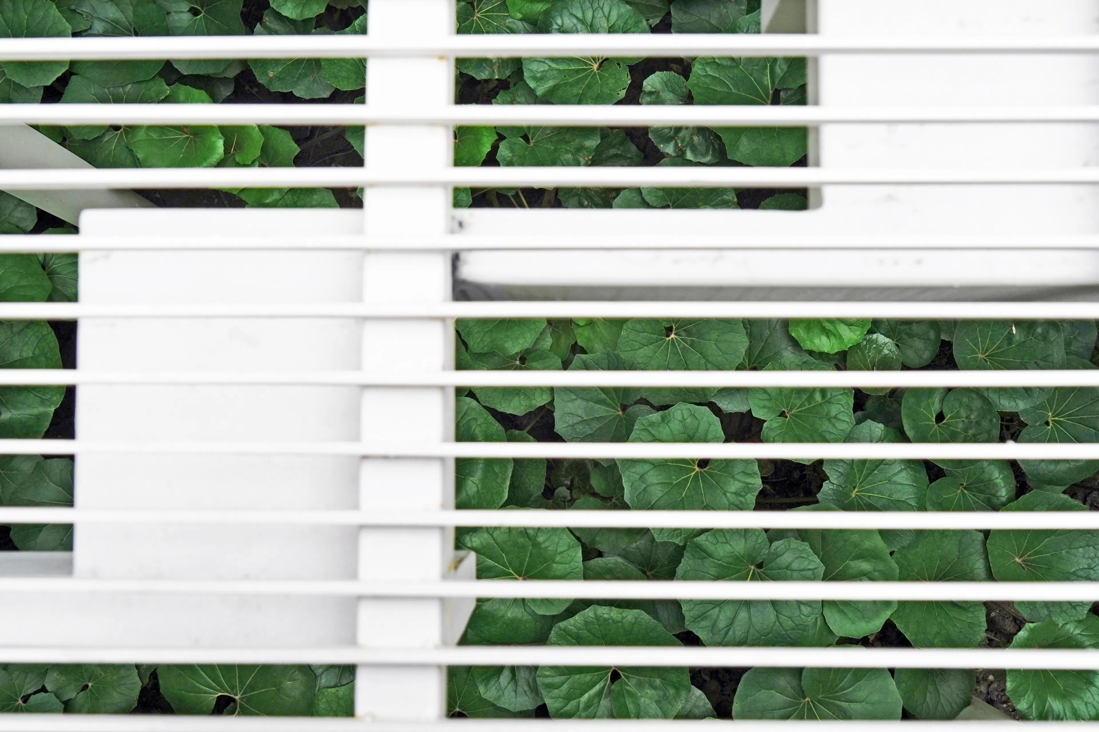 Yanlord Arcadia_Lacy Steps — 9