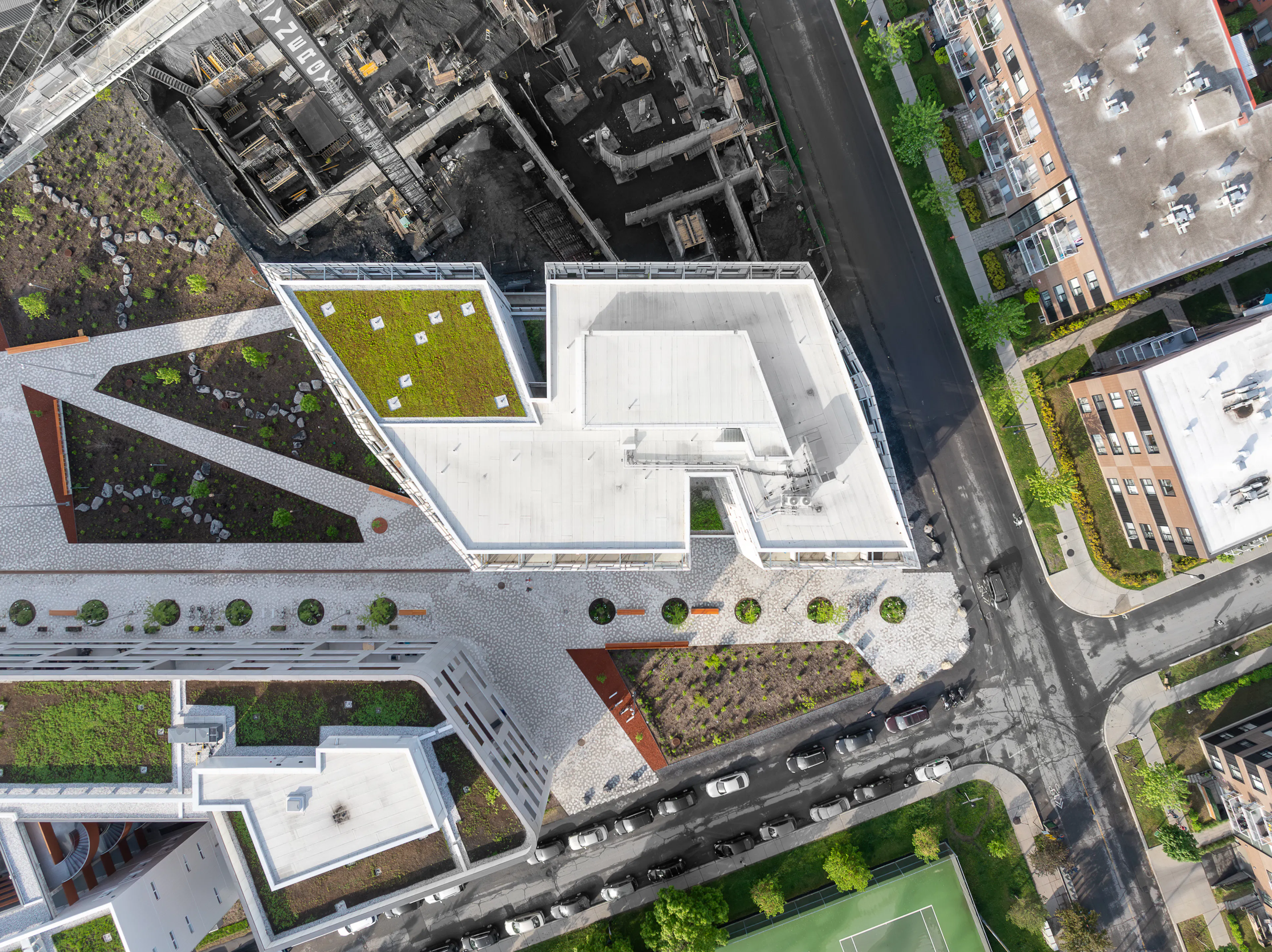 Rose des Vents — 1