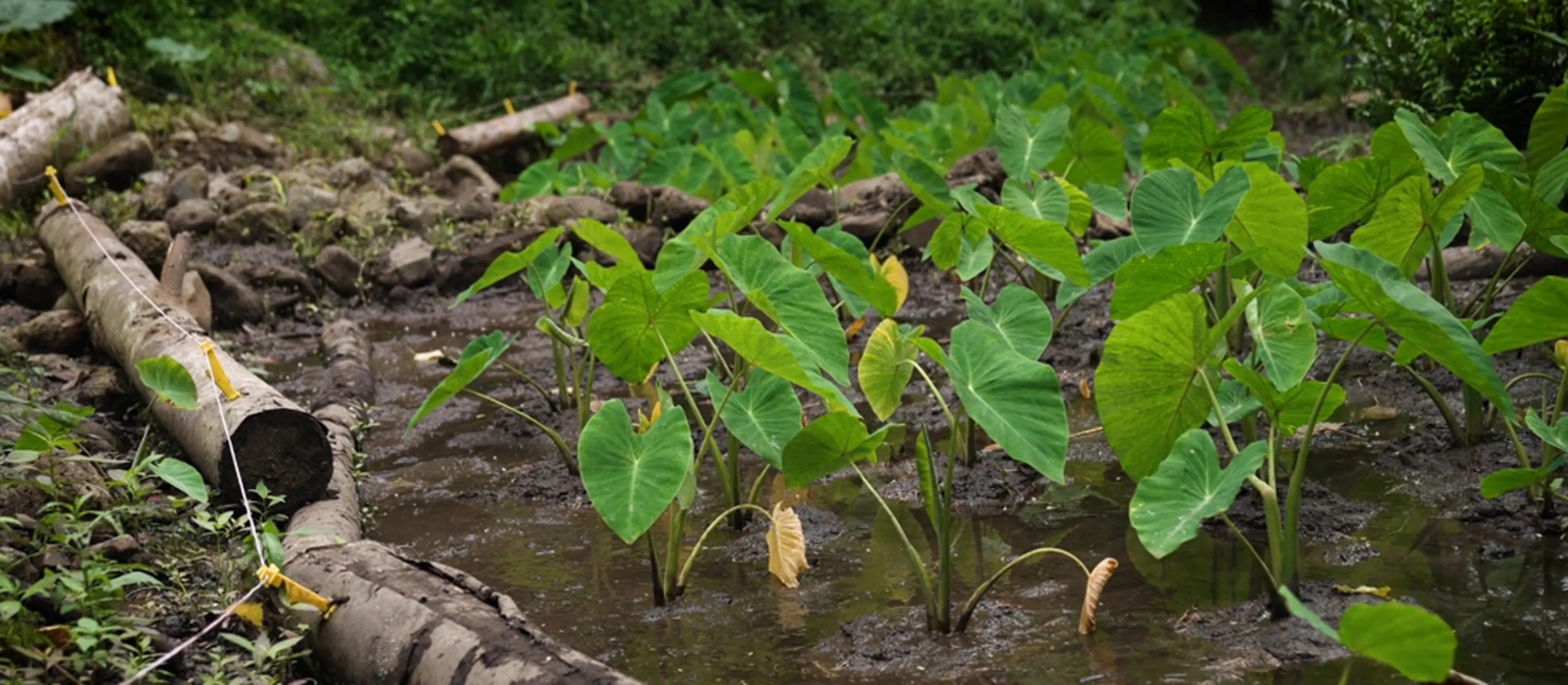 13th Festival of Pacific Arts and Culture (FestPAC) — 27