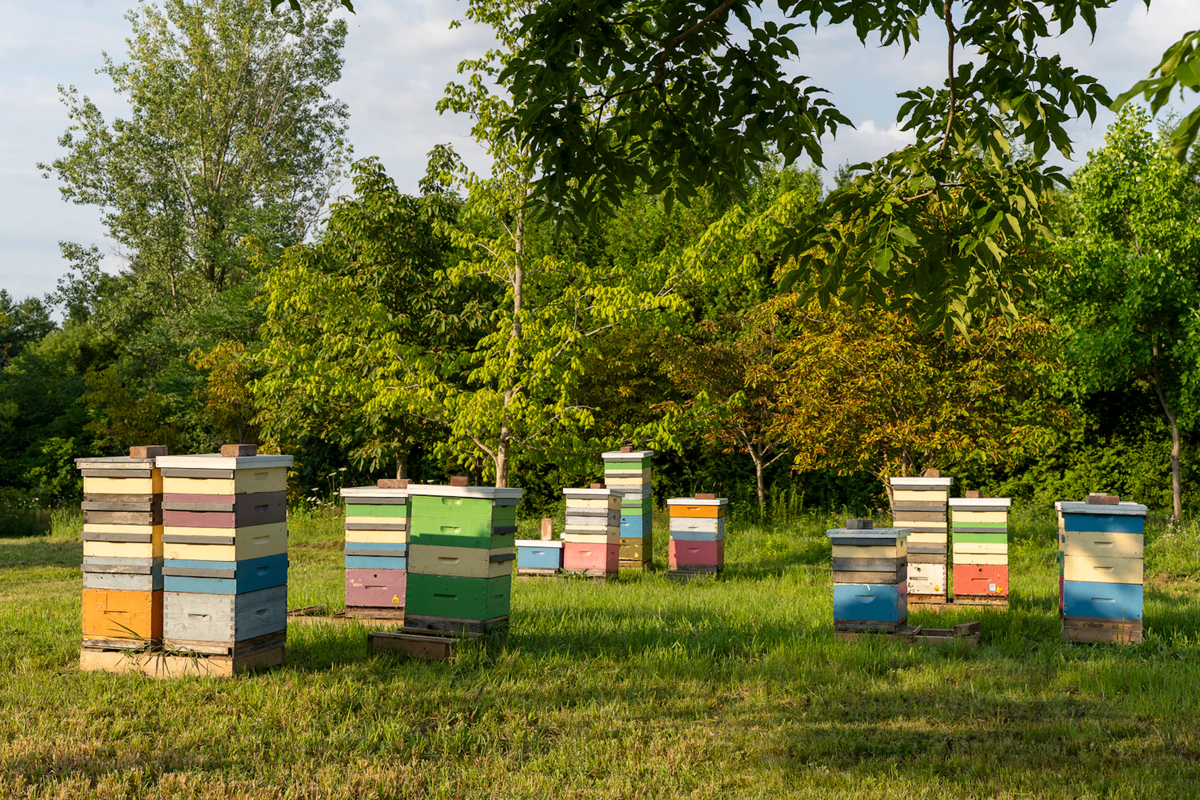 University of Guelph Honey Bee Research Centre — 9