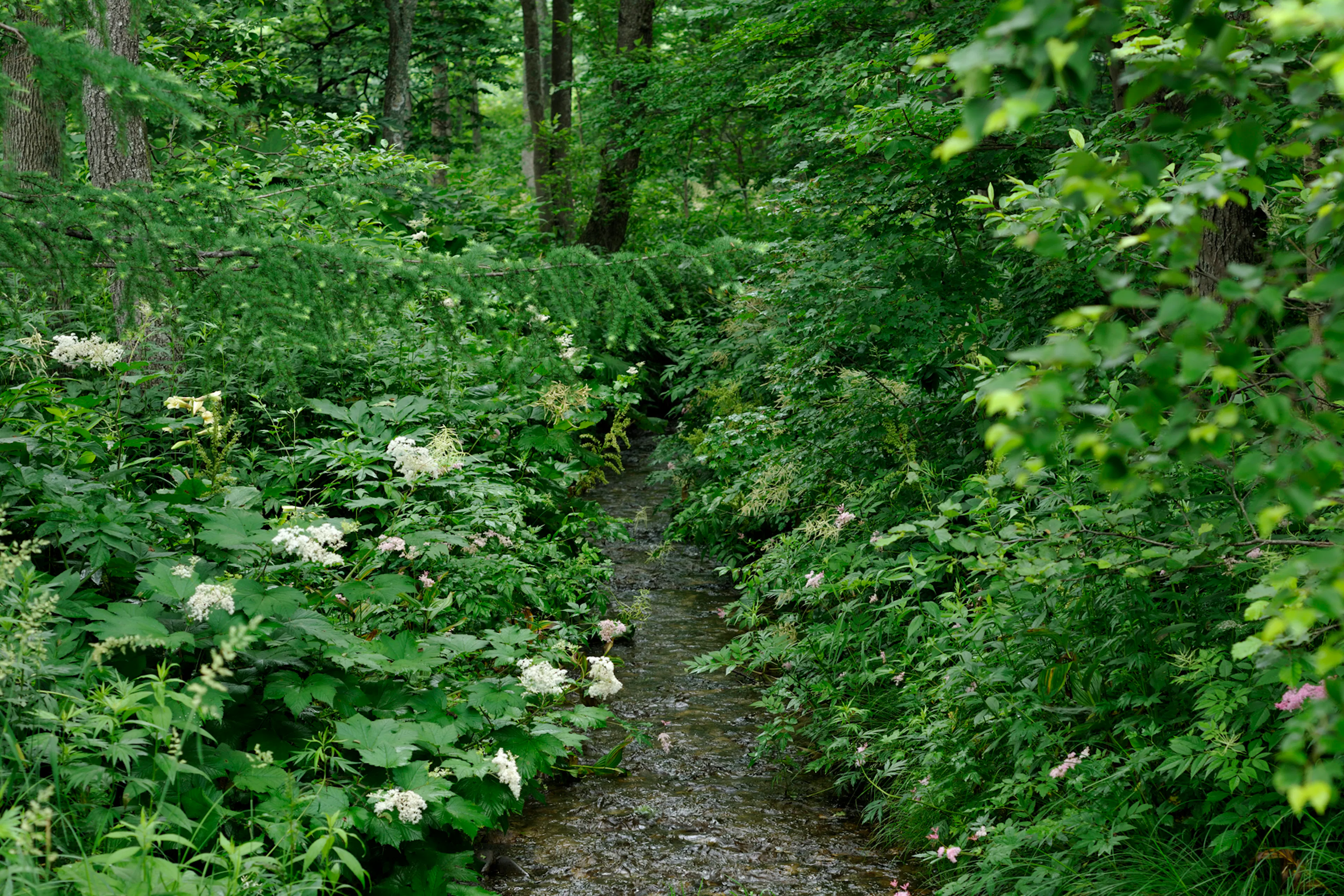 Tokachi Millennium Forest — 6
