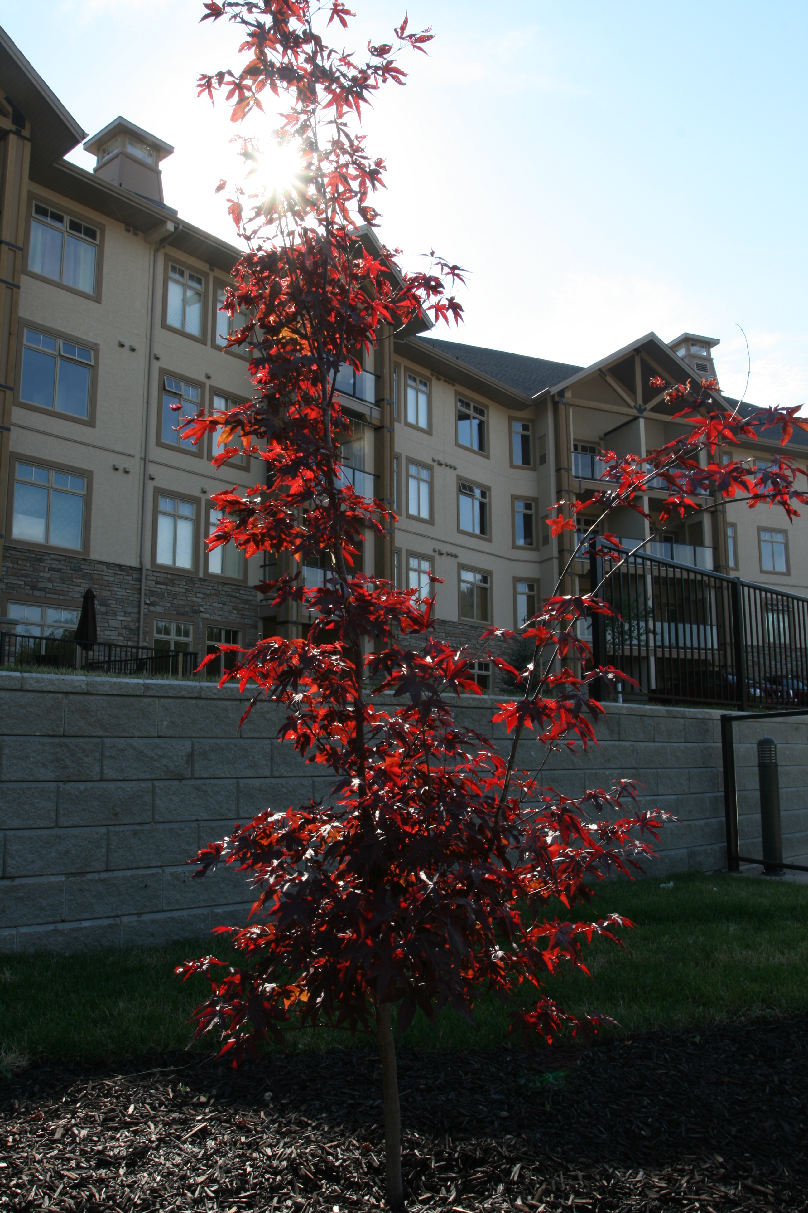 Sitara on the Pond Architizer