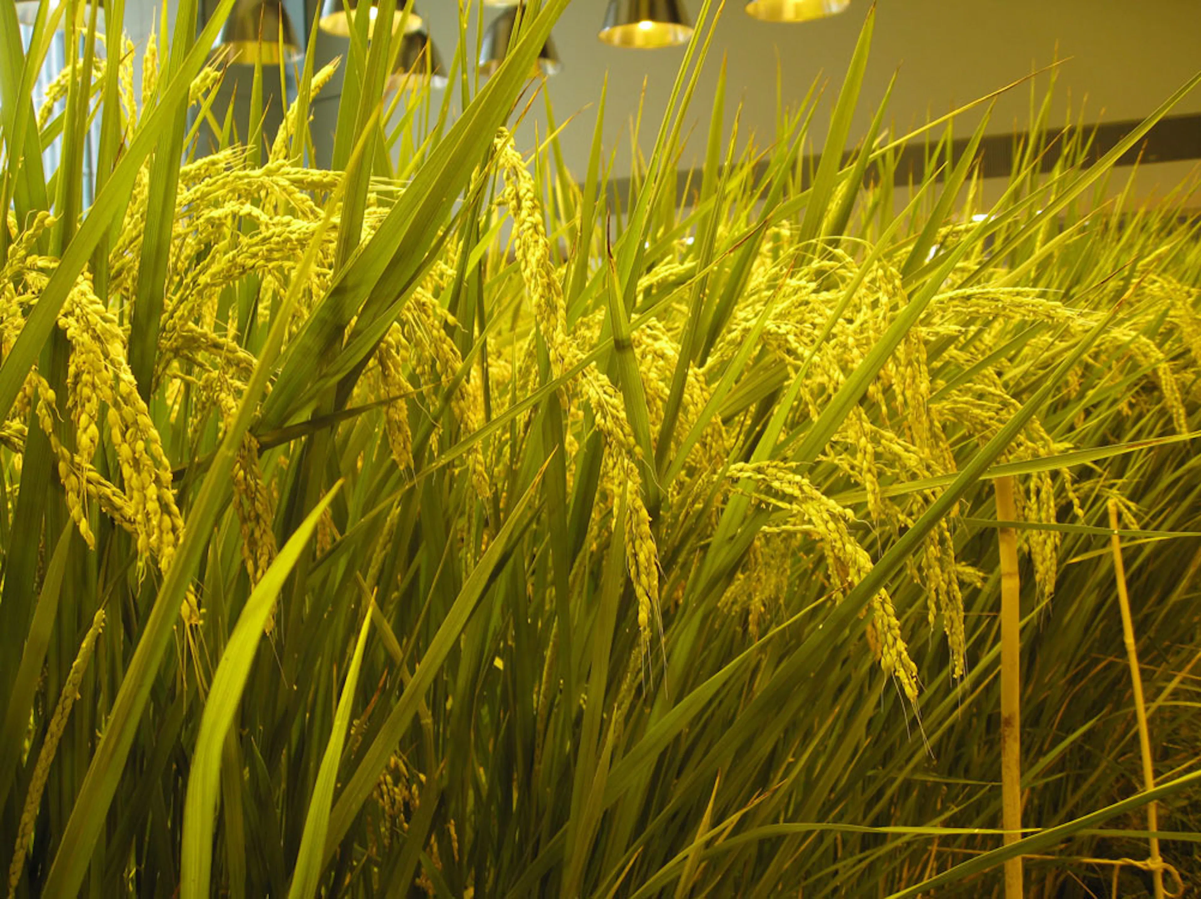 Pasona H.Q. Tokyo — 5