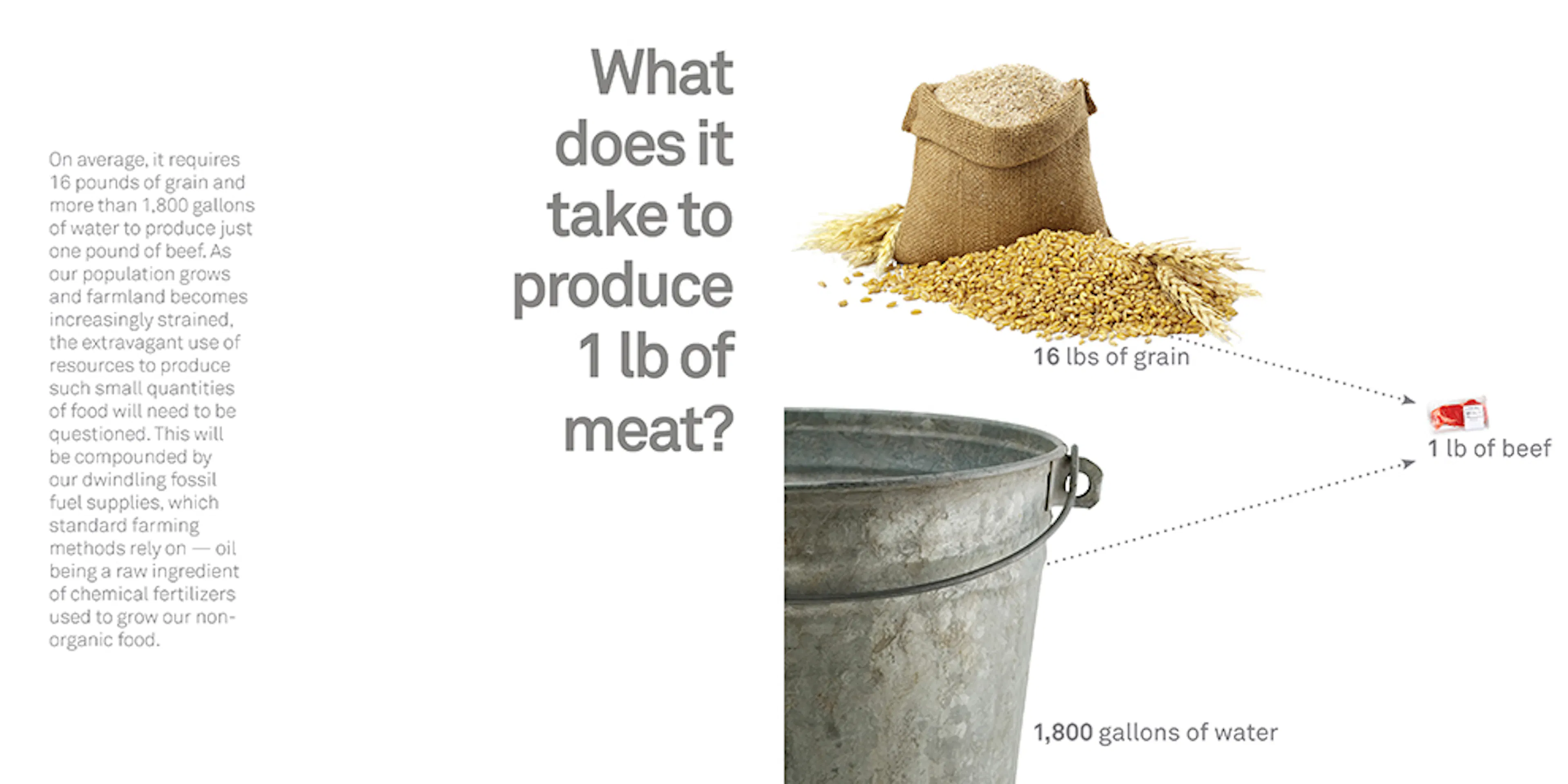 The Urban Food Jungle — 5