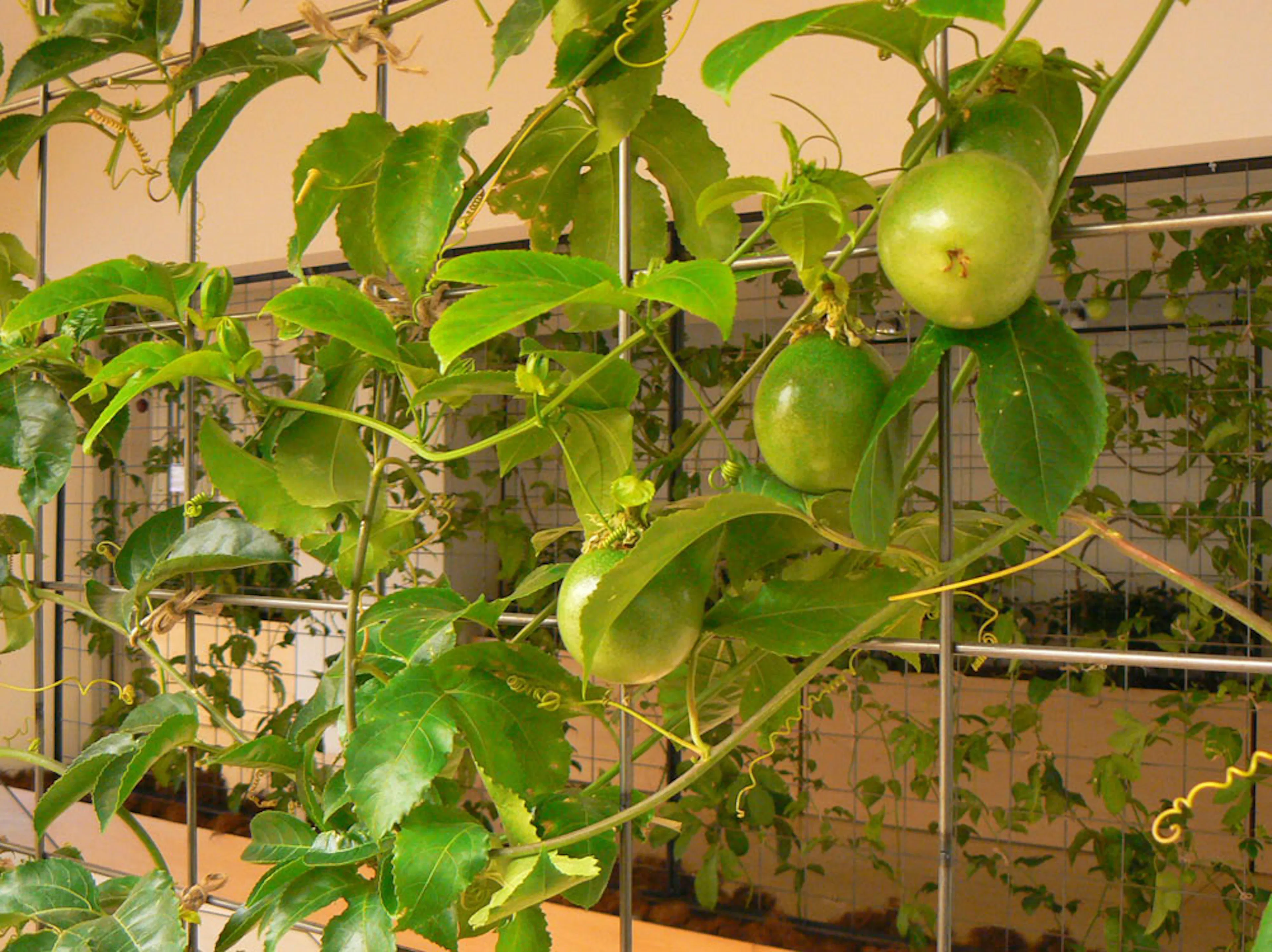 Pasona H.Q. Tokyo — 22